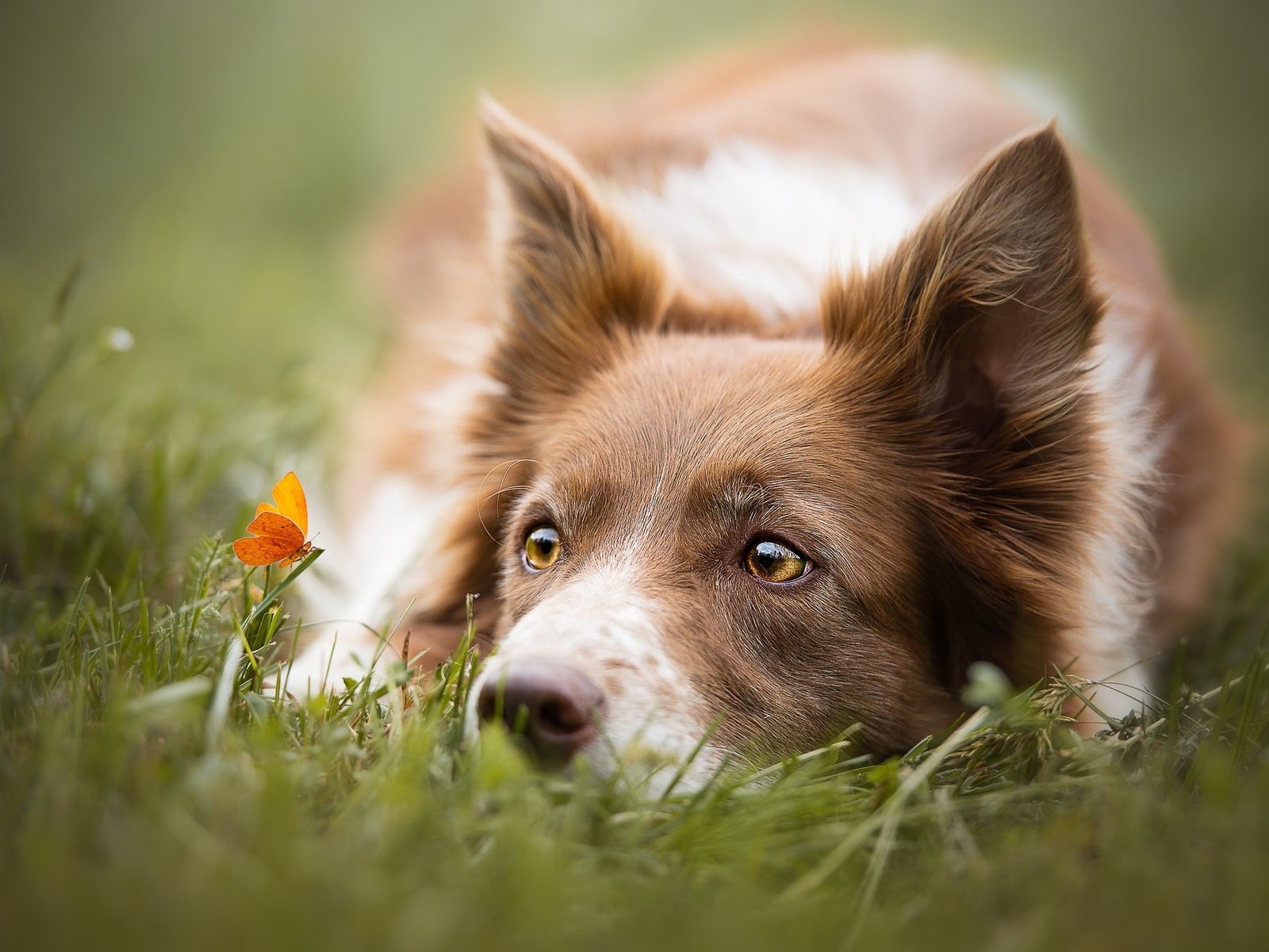 Обои глаза, трава, взгляд, бабочка, собака, бордер-колли, cecilia zuccherato, eyes, grass, look, butterfly, dog, the border collie разрешение 2048x1367 Загрузить