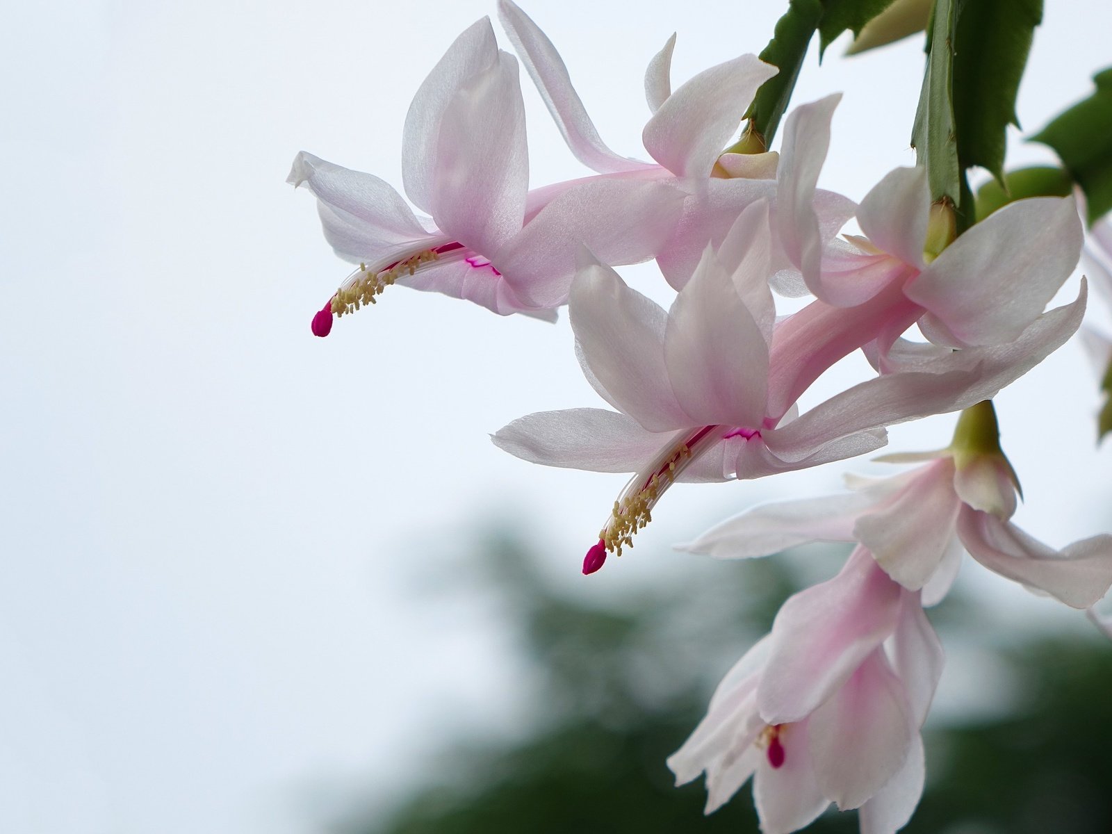 Обои цветок, декабрист, зигокактус, рождественник, комнатные цветы, flower, decembrist, the zigokaktus, rodstvennik, potted plants разрешение 1920x1411 Загрузить