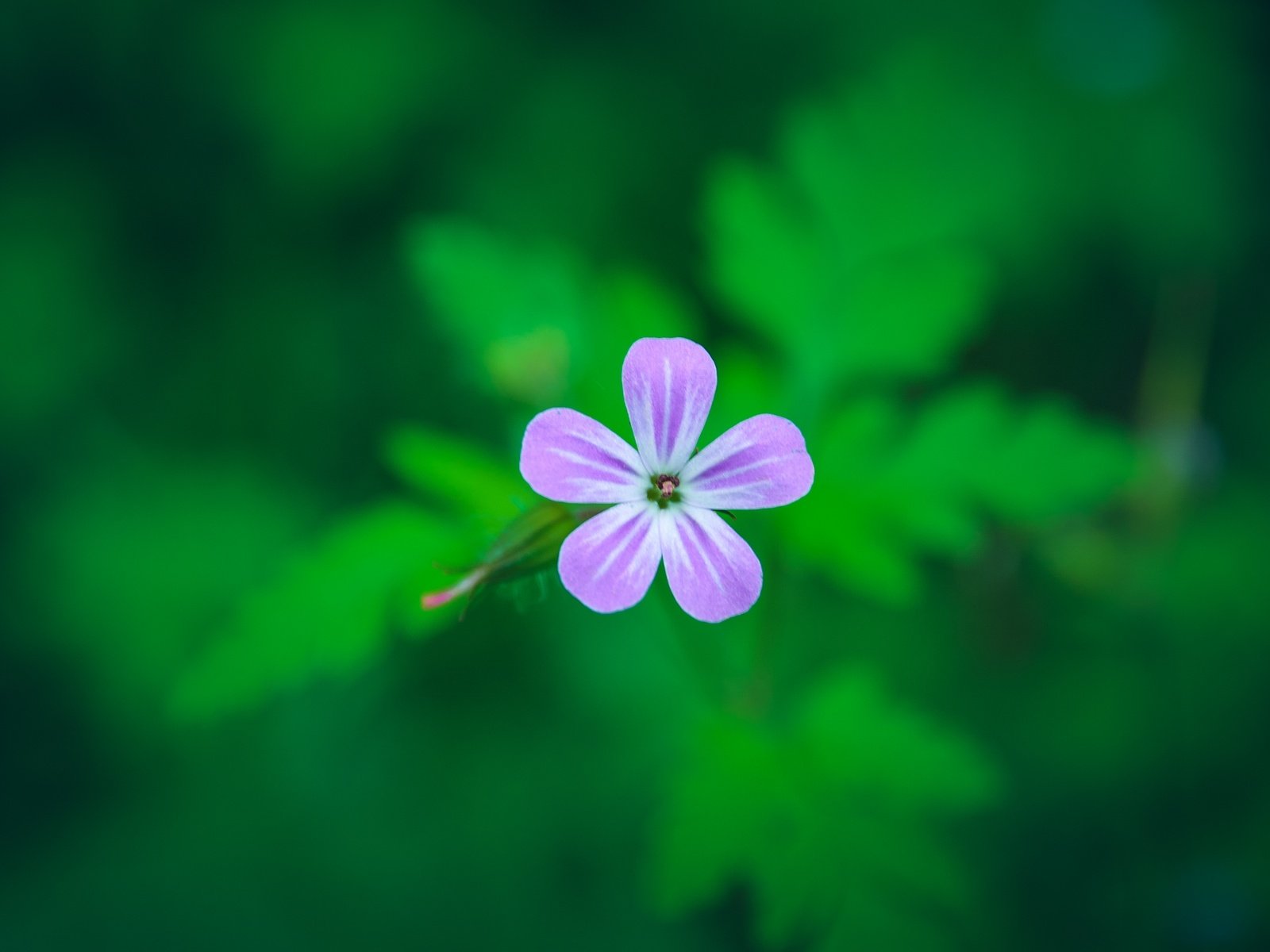 Обои фон, цветок, лепестки, размытость, герань, герань роберта, background, flower, petals, blur, geranium, geranium robert разрешение 2747x1836 Загрузить