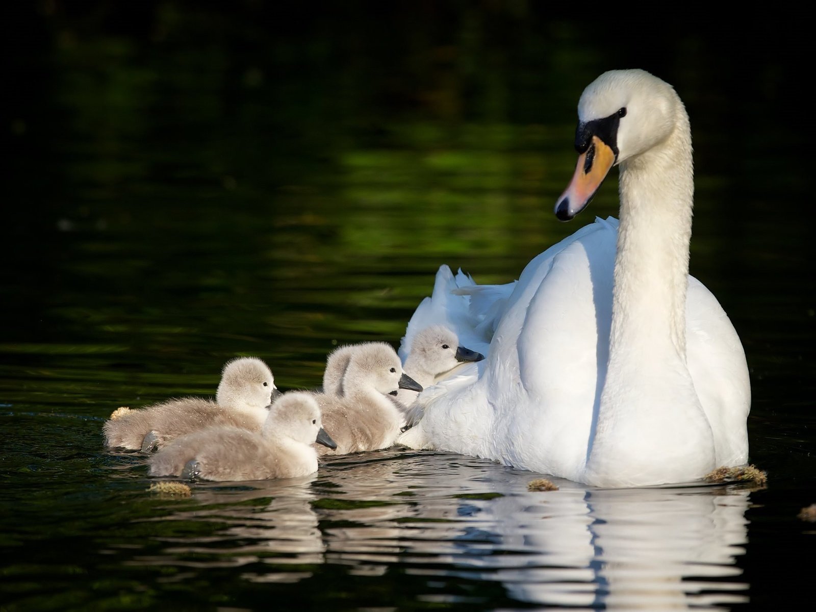 Обои отражение, птица, лебеди, птенцы, материнство, лебедята, reflection, bird, swans, chicks, motherhood, the lebeda разрешение 2048x1365 Загрузить