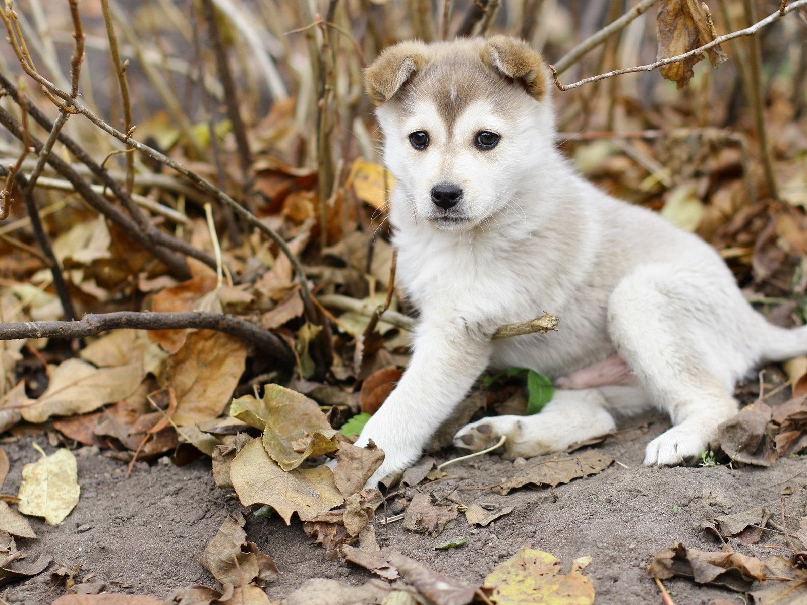 Обои листья, осень, собака, щенок, лайка, leaves, autumn, dog, puppy, laika разрешение 2560x1600 Загрузить