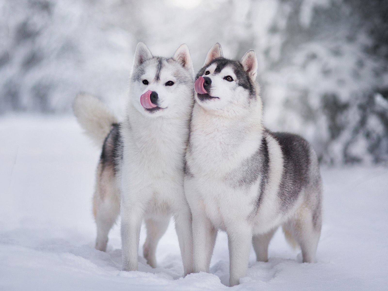 Обои снег, зима, хаски, щенки, язык, собаки, мордочки, snow, winter, husky, puppies, language, dogs, faces разрешение 1920x1200 Загрузить