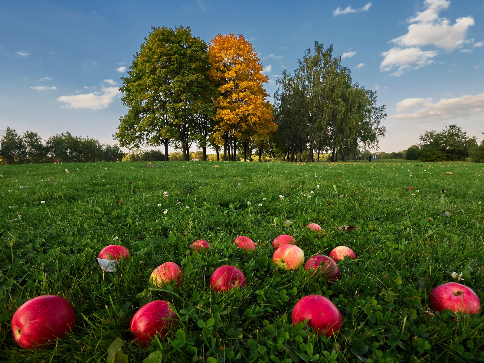 Обои небо, трава, облака, деревья, природа, фрукты, яблоки, the sky, grass, clouds, trees, nature, fruit, apples разрешение 4163x2775 Загрузить