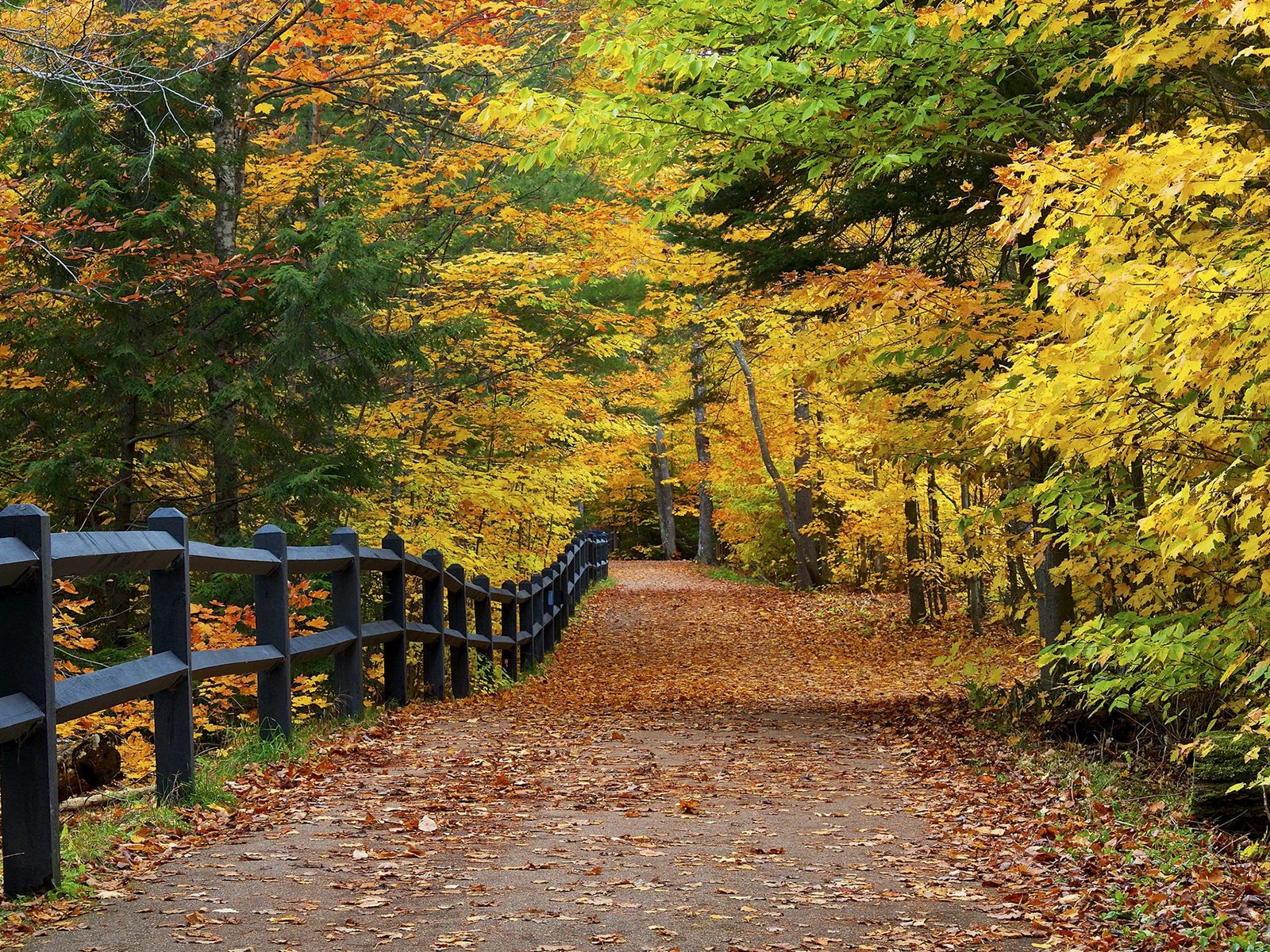 Обои дорога, деревья, природа, парк, осень, забор, листопад, аллея, road, trees, nature, park, autumn, the fence, falling leaves, alley разрешение 1920x1200 Загрузить