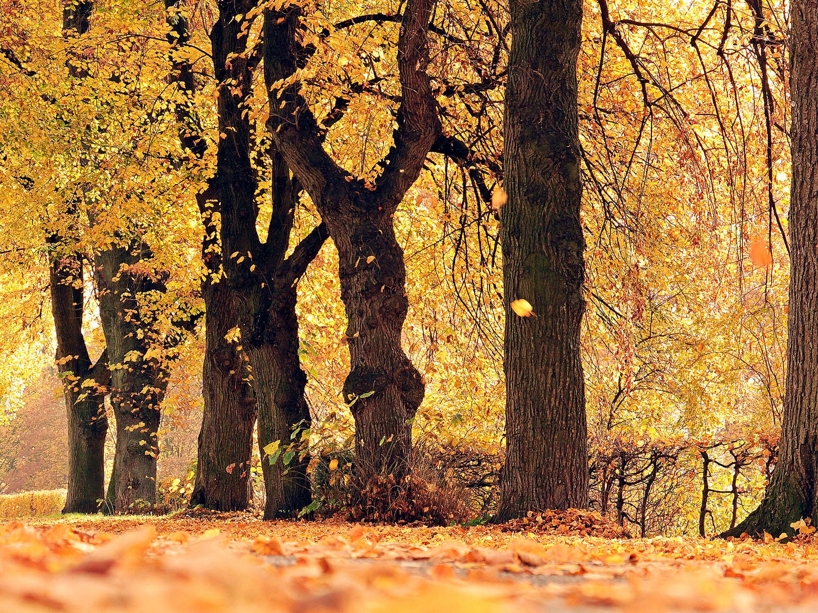 Обои деревья, природа, листья, парк, осень, листопад, trees, nature, leaves, park, autumn, falling leaves разрешение 2560x1600 Загрузить