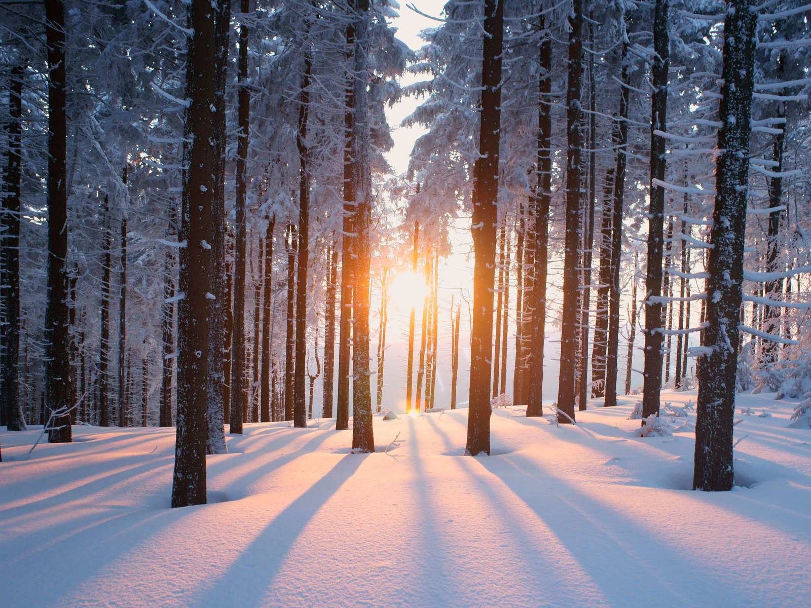 Обои деревья, солнце, снег, природа, лес, зима, trees, the sun, snow, nature, forest, winter разрешение 1920x1200 Загрузить