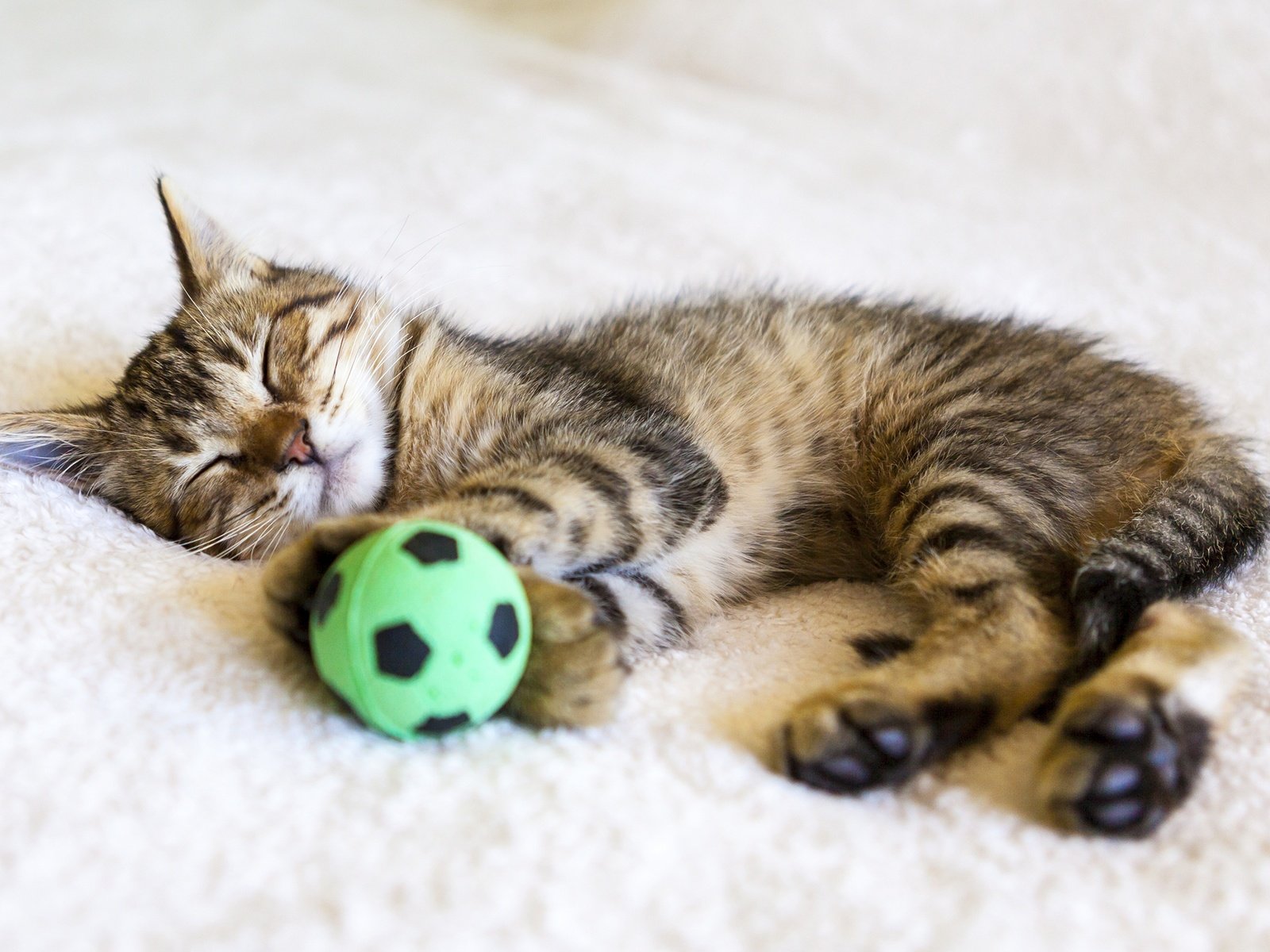 Обои кот, кошка, сон, котенок, мяч, cat, sleep, kitty, the ball разрешение 2880x1800 Загрузить