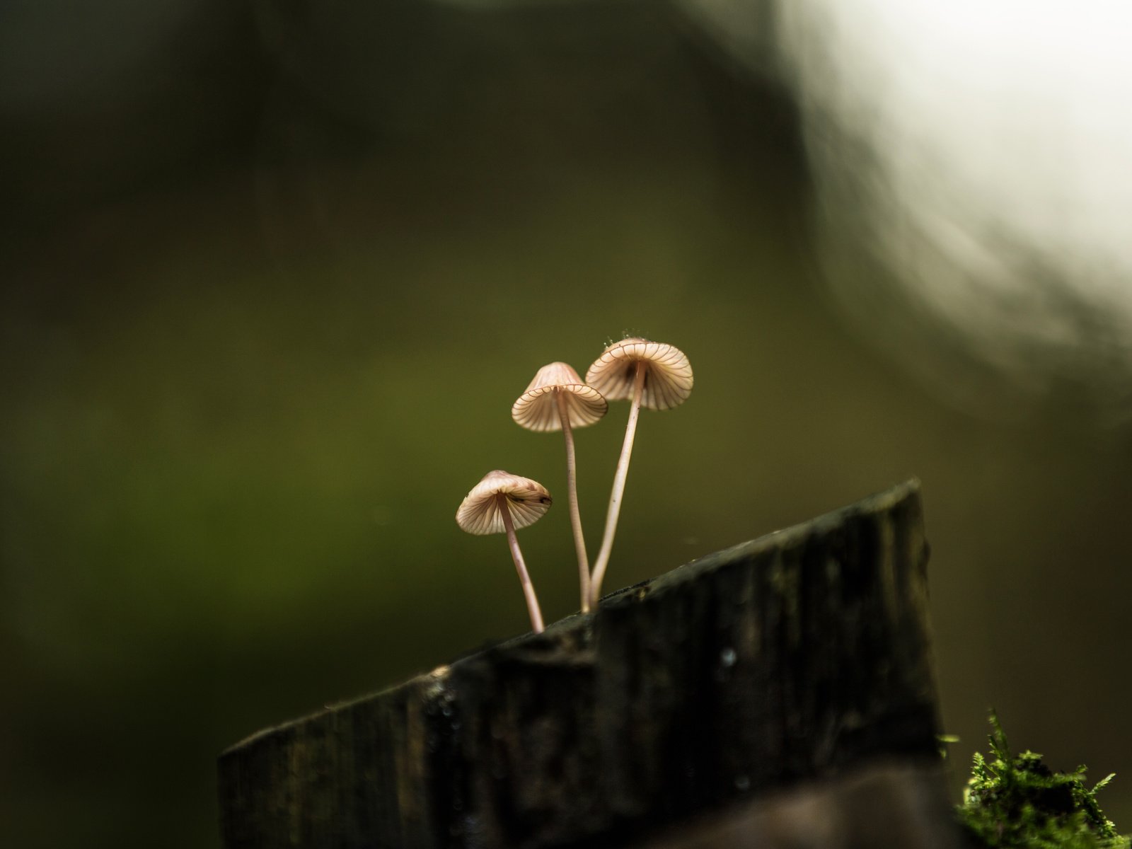 Обои природа, фон, грибы, пенек, lena held, nature, background, mushrooms, stump разрешение 5472x3648 Загрузить