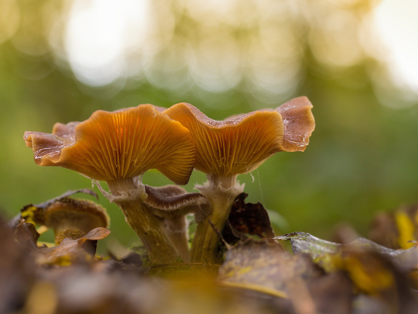 Обои природа, листья, макро, грибы, лисичка, nature, leaves, macro, mushrooms, fox разрешение 1920x1200 Загрузить