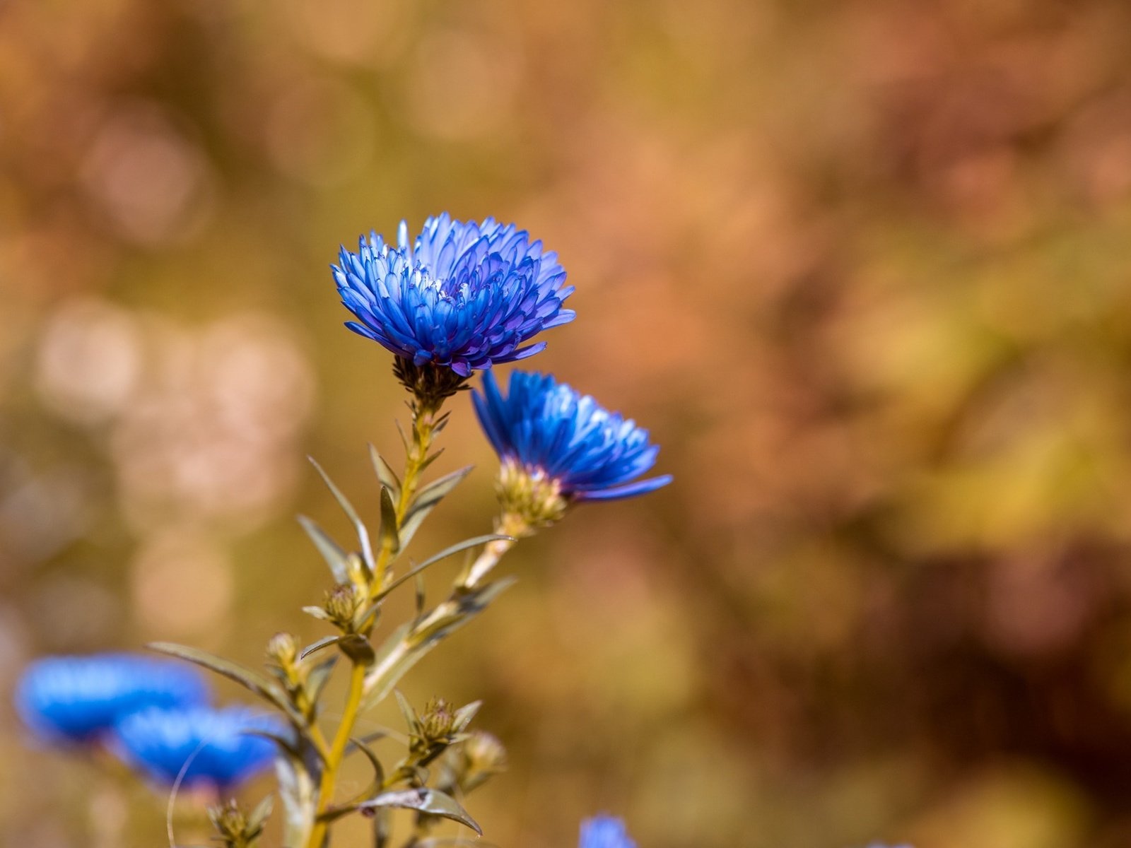 Голубые осенние цветы