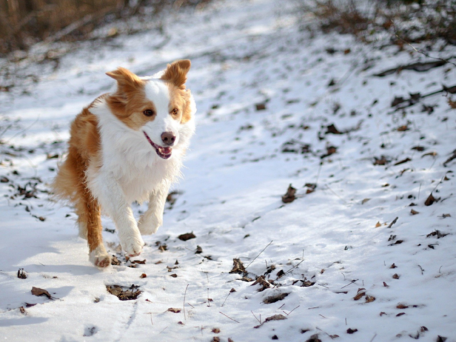 Обои снег, природа, зима, собака, бордер-колли, snow, nature, winter, dog, the border collie разрешение 1920x1200 Загрузить