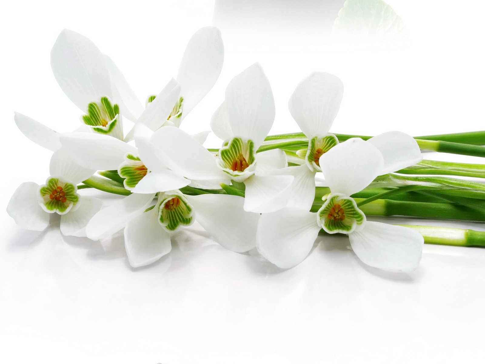 Обои цветы, белый фон, белые, стебли, орхидеи, flowers, white background, white, stems, orchids разрешение 3075x2200 Загрузить