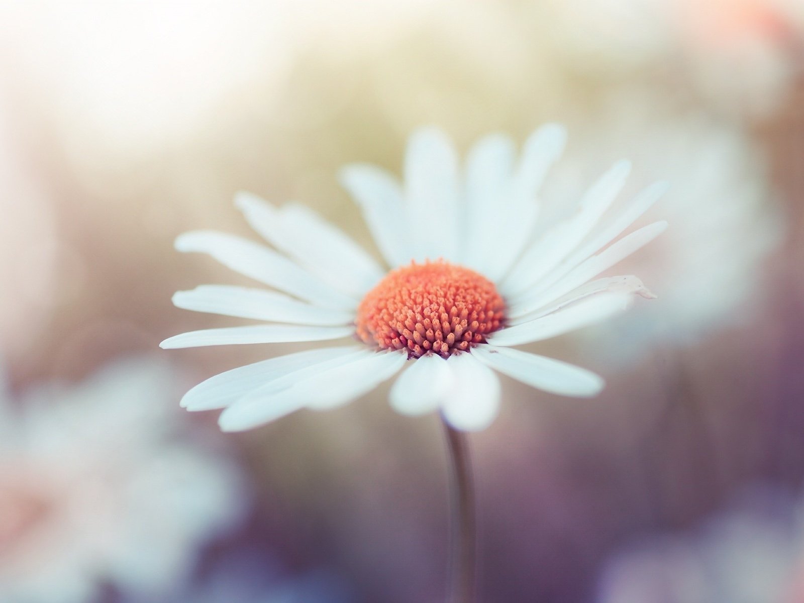 Обои макро, цветок, лепестки, ромашка, robin de blanche, macro, flower, petals, daisy разрешение 2000x1333 Загрузить