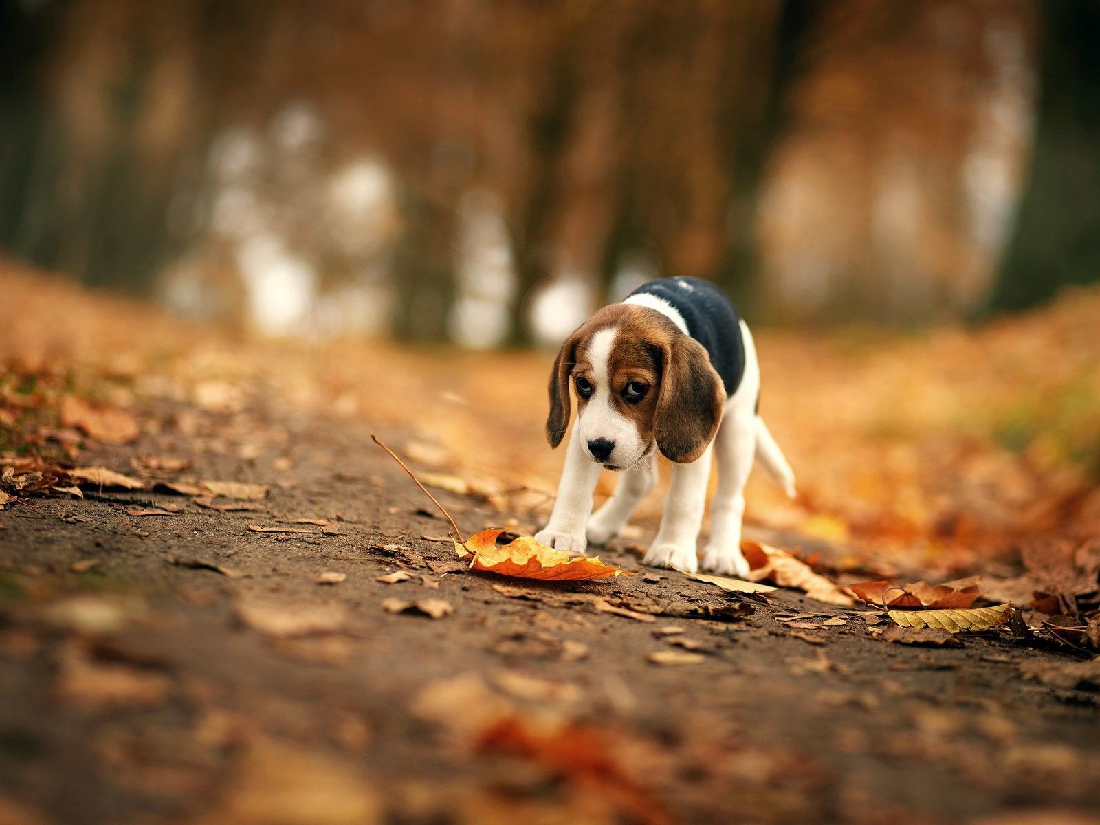 Обои листья, мордочка, взгляд, осень, собака, уши, бигль, leaves, muzzle, look, autumn, dog, ears, beagle разрешение 2000x1541 Загрузить