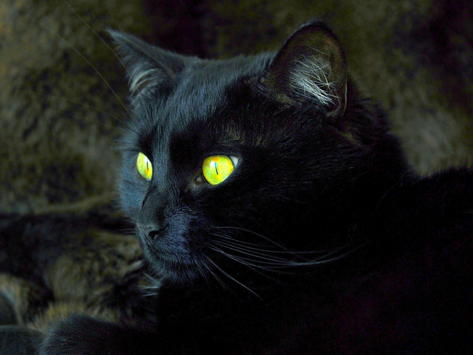 Обои кот, мордочка, кошка, взгляд, черный, желтые глаза, cat, muzzle, look, black, yellow eyes разрешение 1920x1200 Загрузить