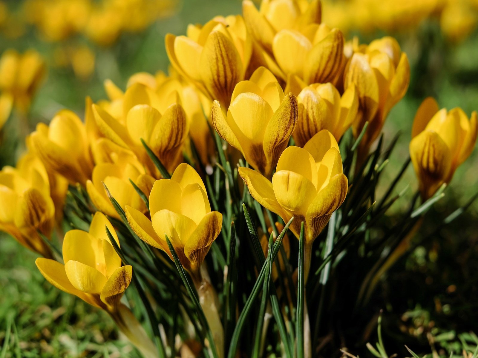 Обои цветы, бутоны, лепестки, весна, желтые, крокусы, шафран, flowers, buds, petals, spring, yellow, crocuses, saffron разрешение 1920x1280 Загрузить