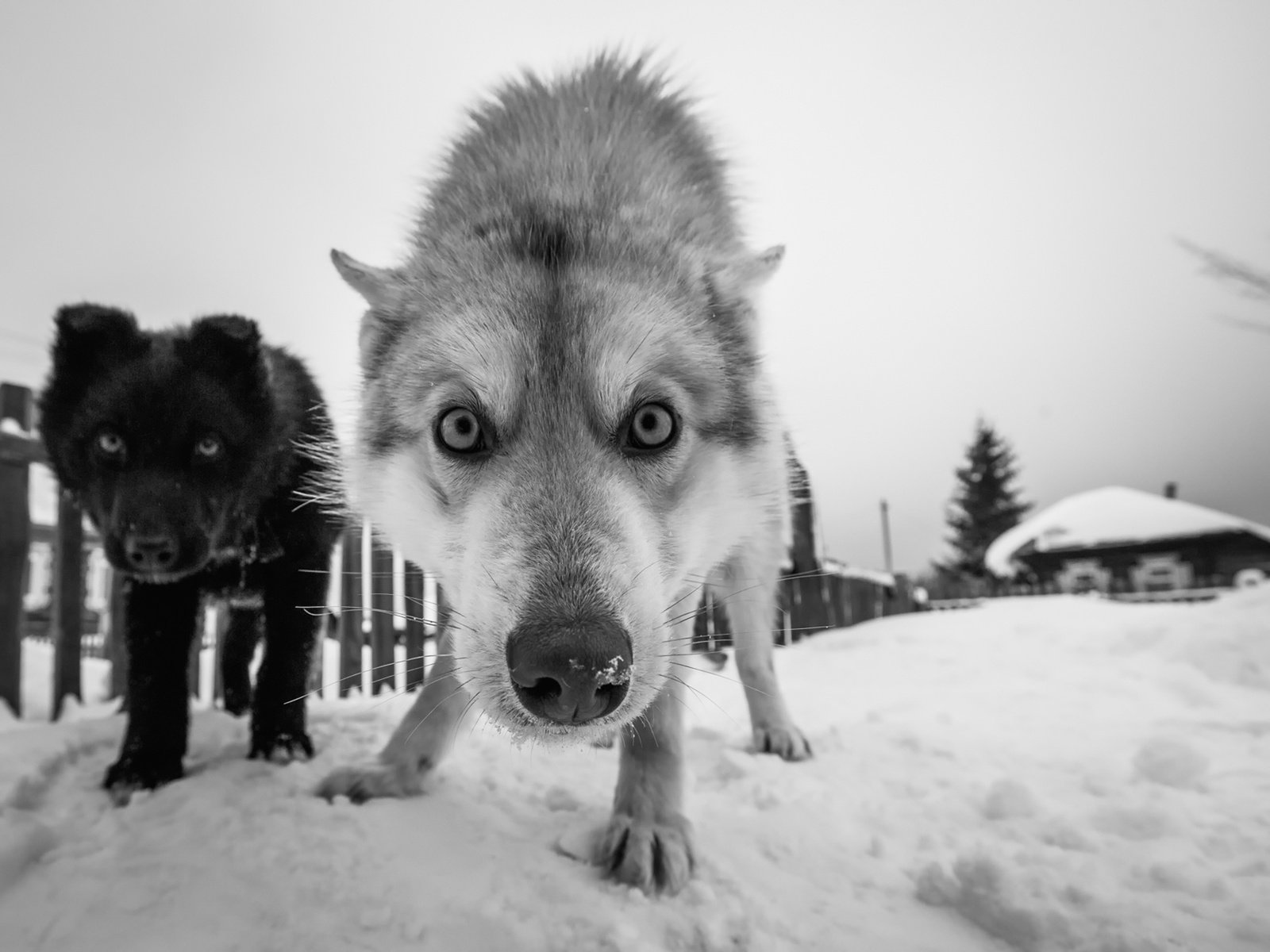 Обои снег, зима, мордочка, взгляд, чёрно-белое, собаки, snow, winter, muzzle, look, black and white, dogs разрешение 1920x1280 Загрузить