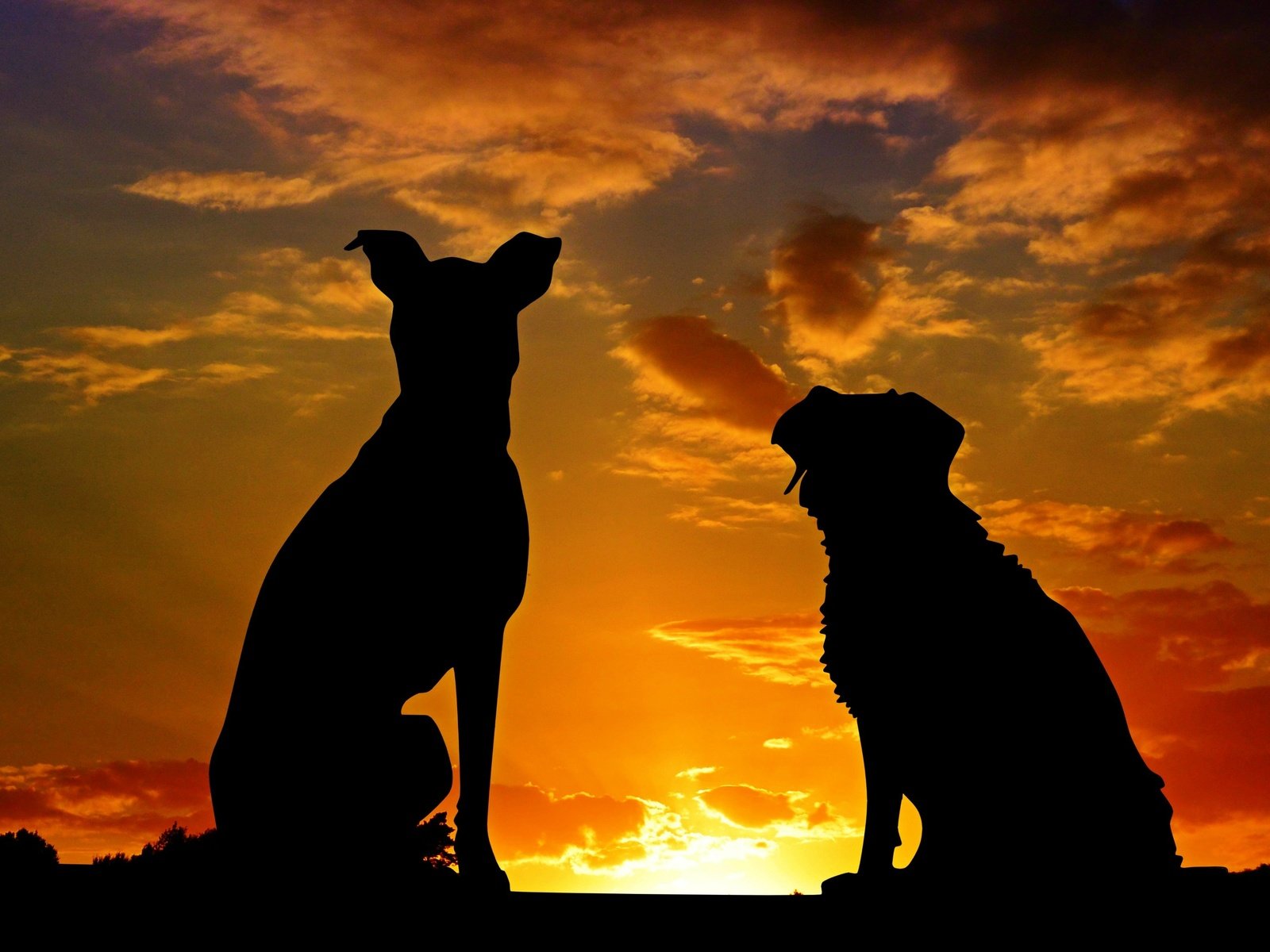 Обои закат, животные, силуэты, дружба, друзья, собаки, sunset, animals, silhouettes, friendship, friends, dogs разрешение 3318x2212 Загрузить