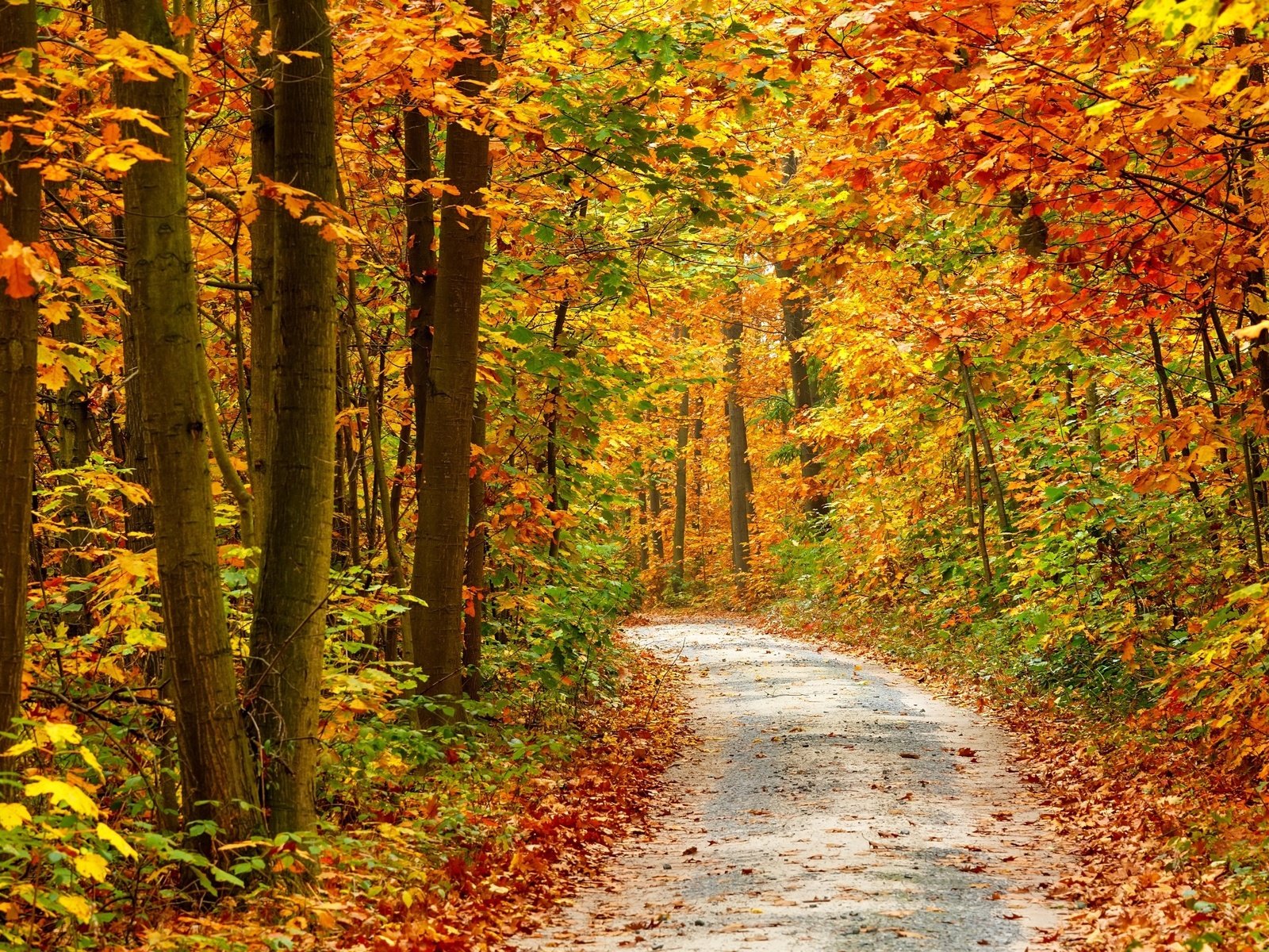 Обои дорога, деревья, природа, осень, road, trees, nature, autumn разрешение 2880x1800 Загрузить