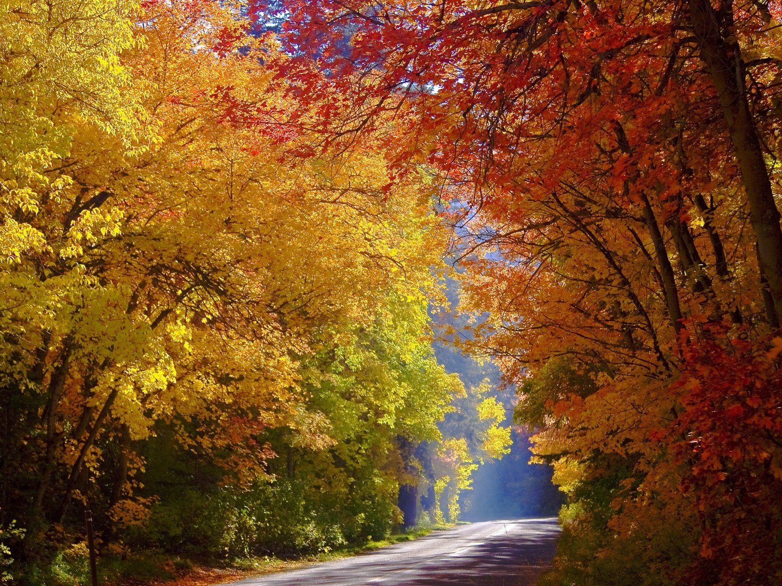 Обои дорога, деревья, лес, осень, солнечный свет, road, trees, forest, autumn, sunlight разрешение 2560x1707 Загрузить