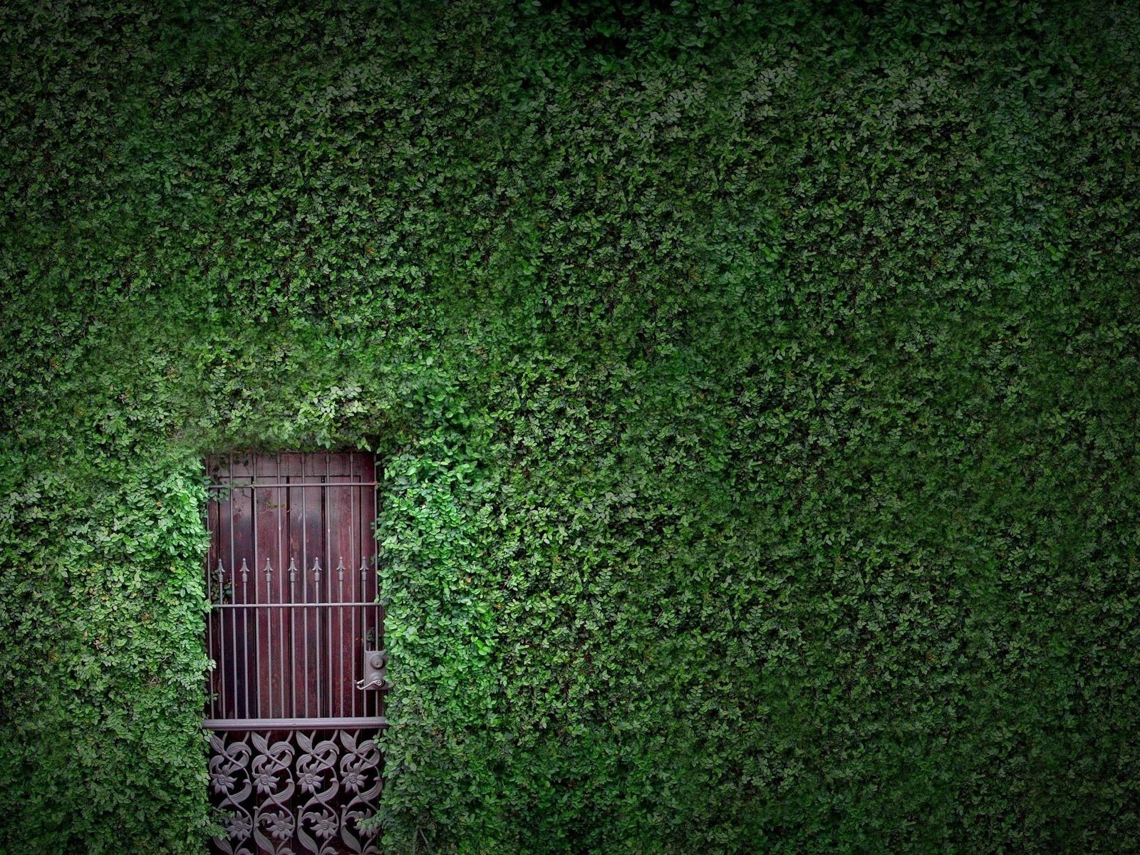 Обои зелень, растения, листья, листва, стена, дверь, плющ, greens, plants, leaves, foliage, wall, the door, ivy разрешение 2560x1600 Загрузить