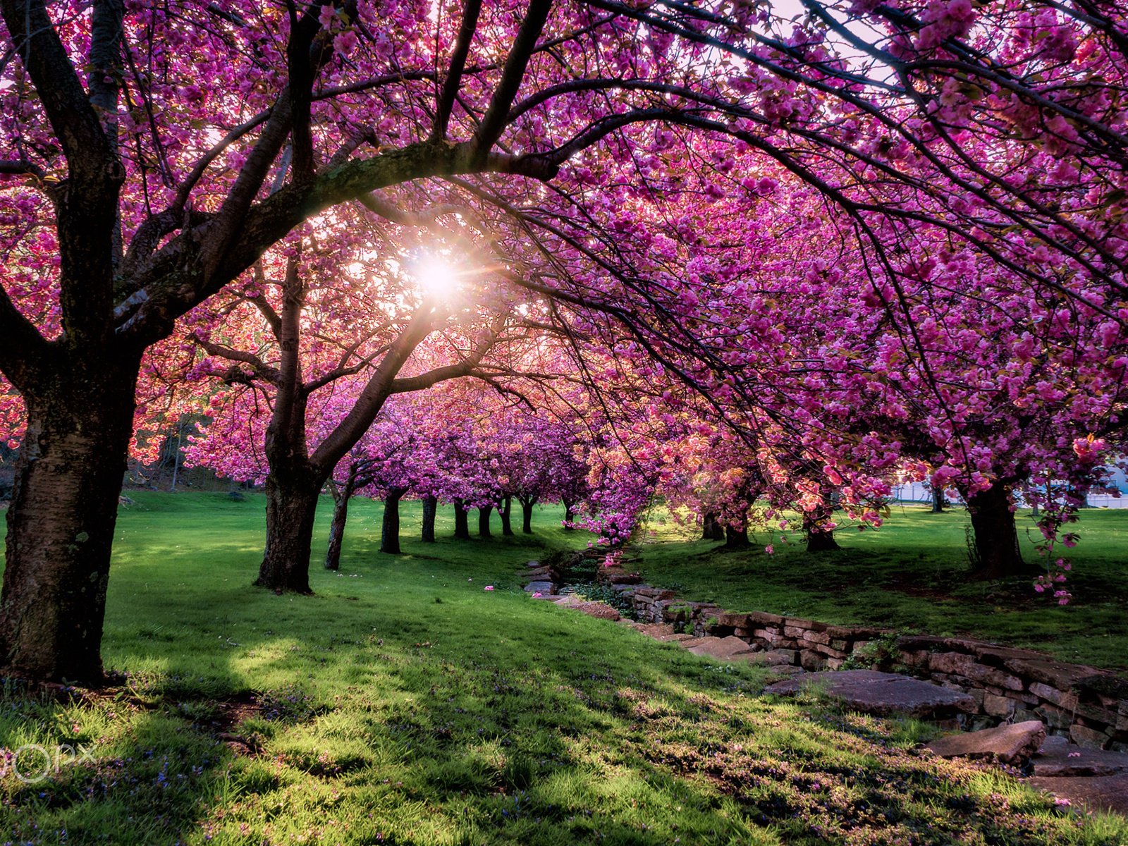 Обои деревья, цветение, парк, ветки, весна, сакура, солнечный свет, trees, flowering, park, branches, spring, sakura, sunlight разрешение 1920x1200 Загрузить