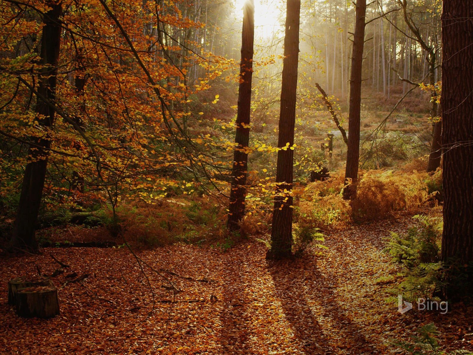 Обои деревья, лес, листья, стволы, листва, осень, trees, forest, leaves, trunks, foliage, autumn разрешение 1920x1200 Загрузить