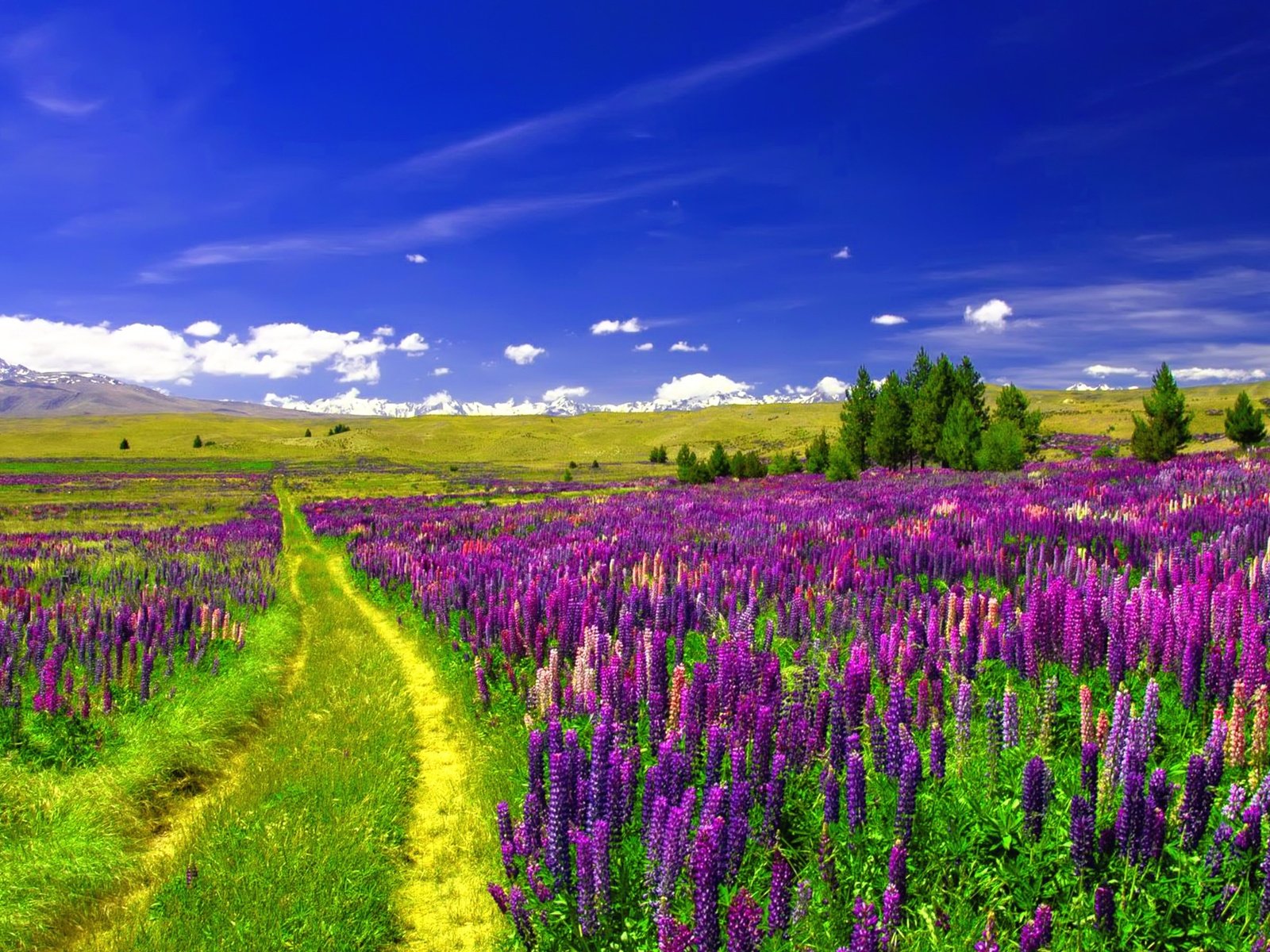 Обои небо, дорога, цветы, облака, поле, люпины, the sky, road, flowers, clouds, field, lupins разрешение 3840x2160 Загрузить