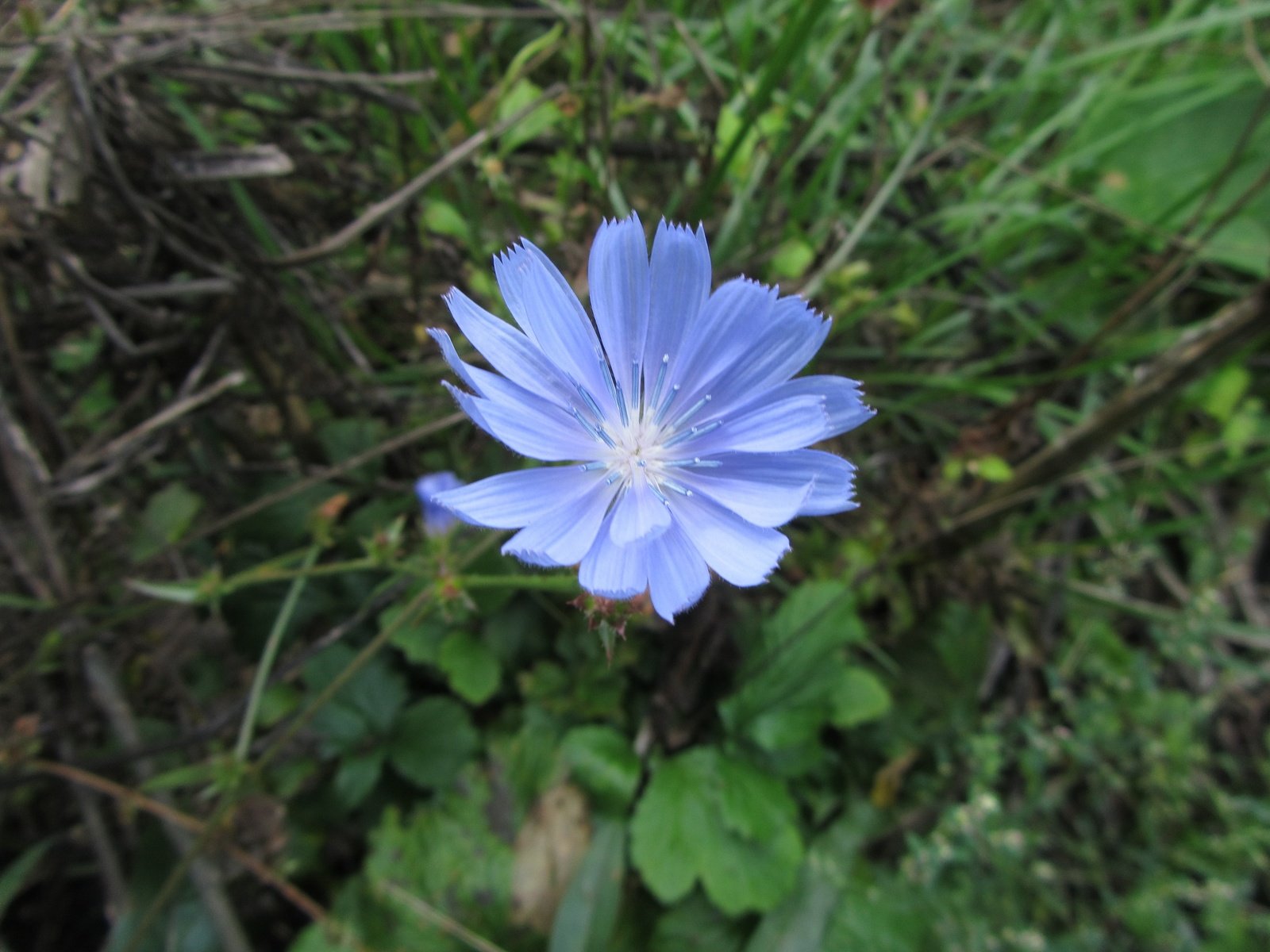 Обои зелень, цветок, лепестки, голубой, тычинки, цикорий, greens, flower, petals, blue, stamens, chicory разрешение 4320x3240 Загрузить