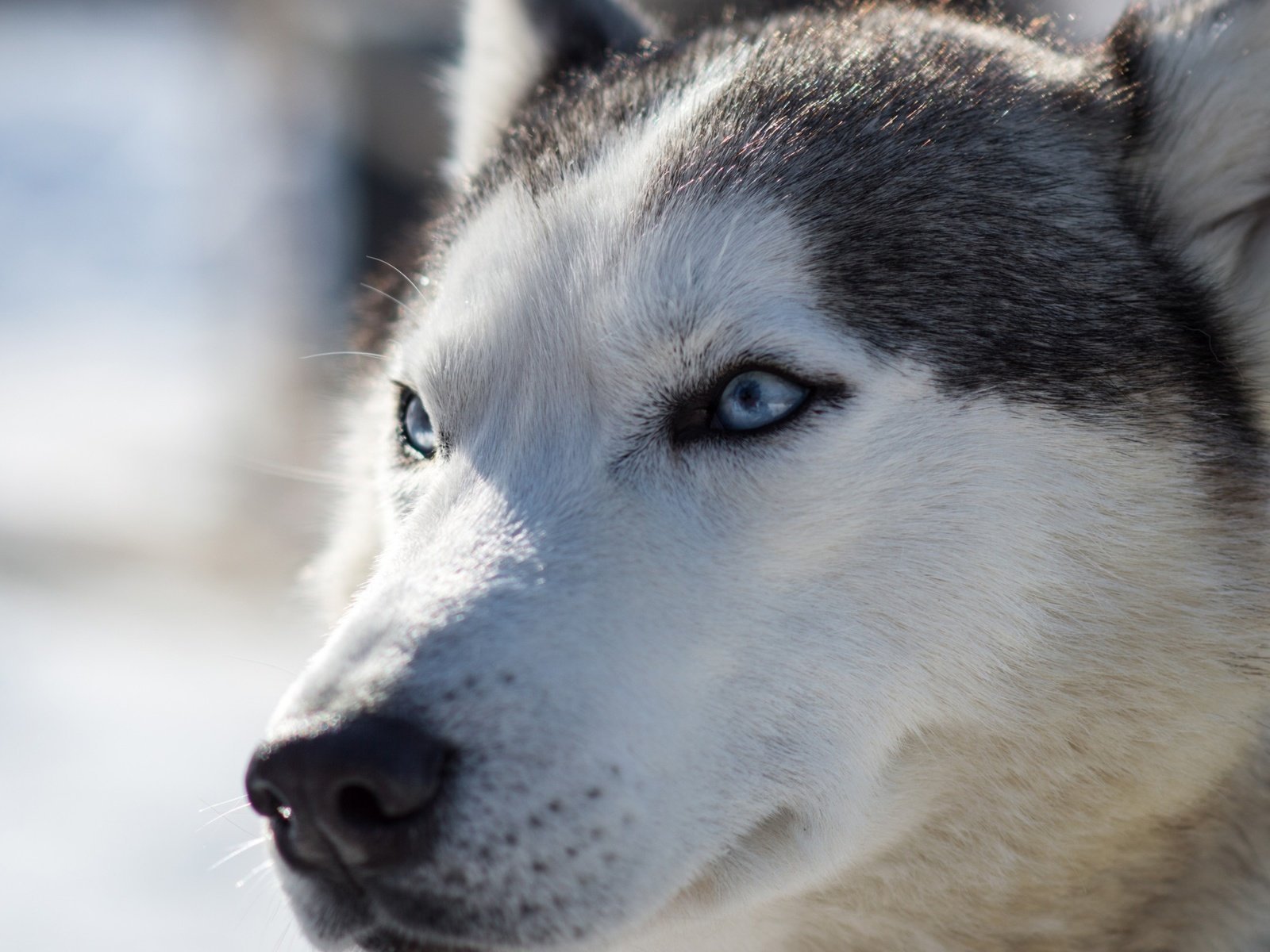 Обои мордочка, собака, хаски, голубые глаза, сибирский хаски, muzzle, dog, husky, blue eyes, siberian husky разрешение 2560x1600 Загрузить
