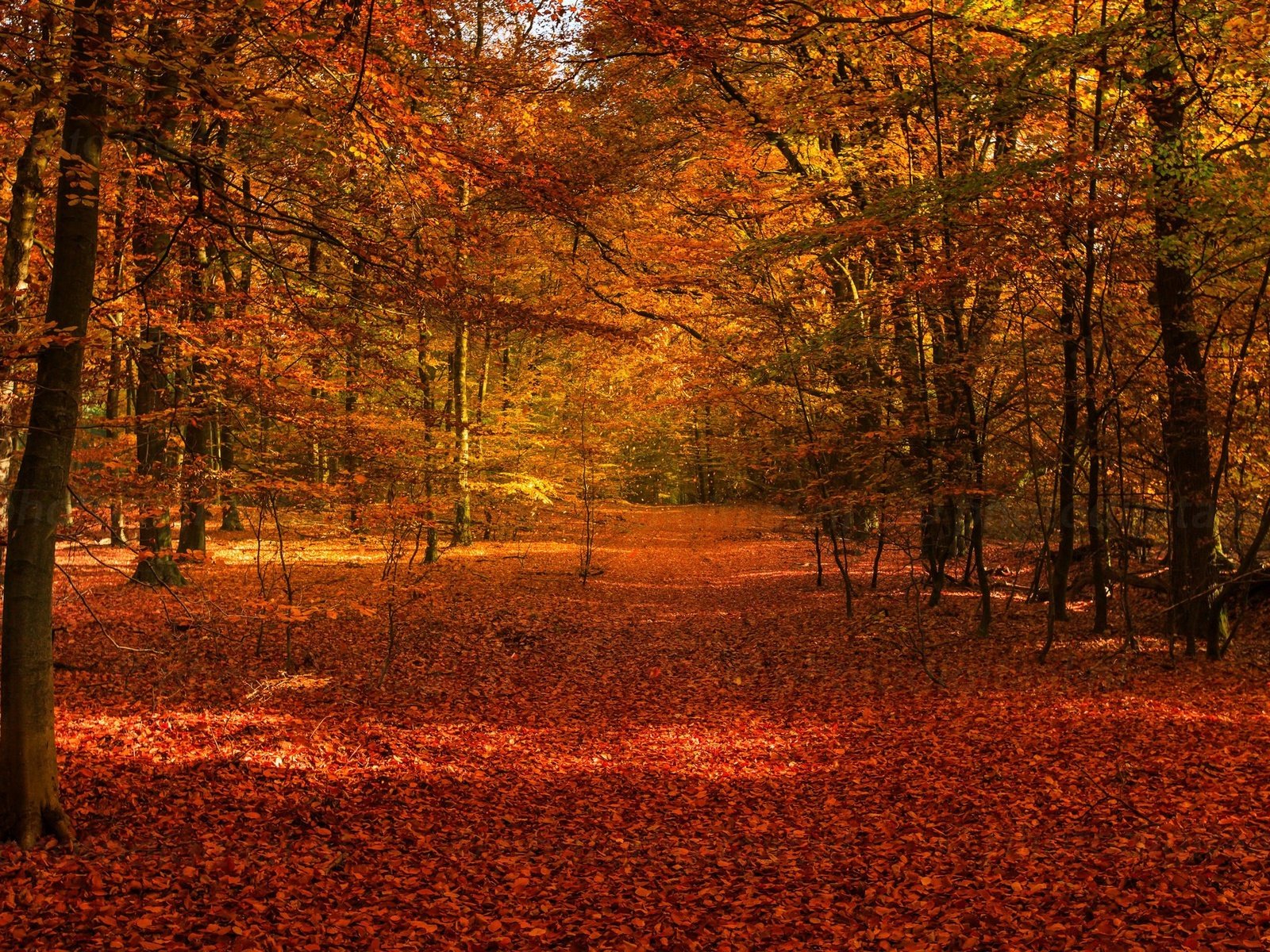 Обои деревья, лес, листва, осень, осенние листья, осенний лес, trees, forest, foliage, autumn, autumn leaves, autumn forest разрешение 2048x1365 Загрузить