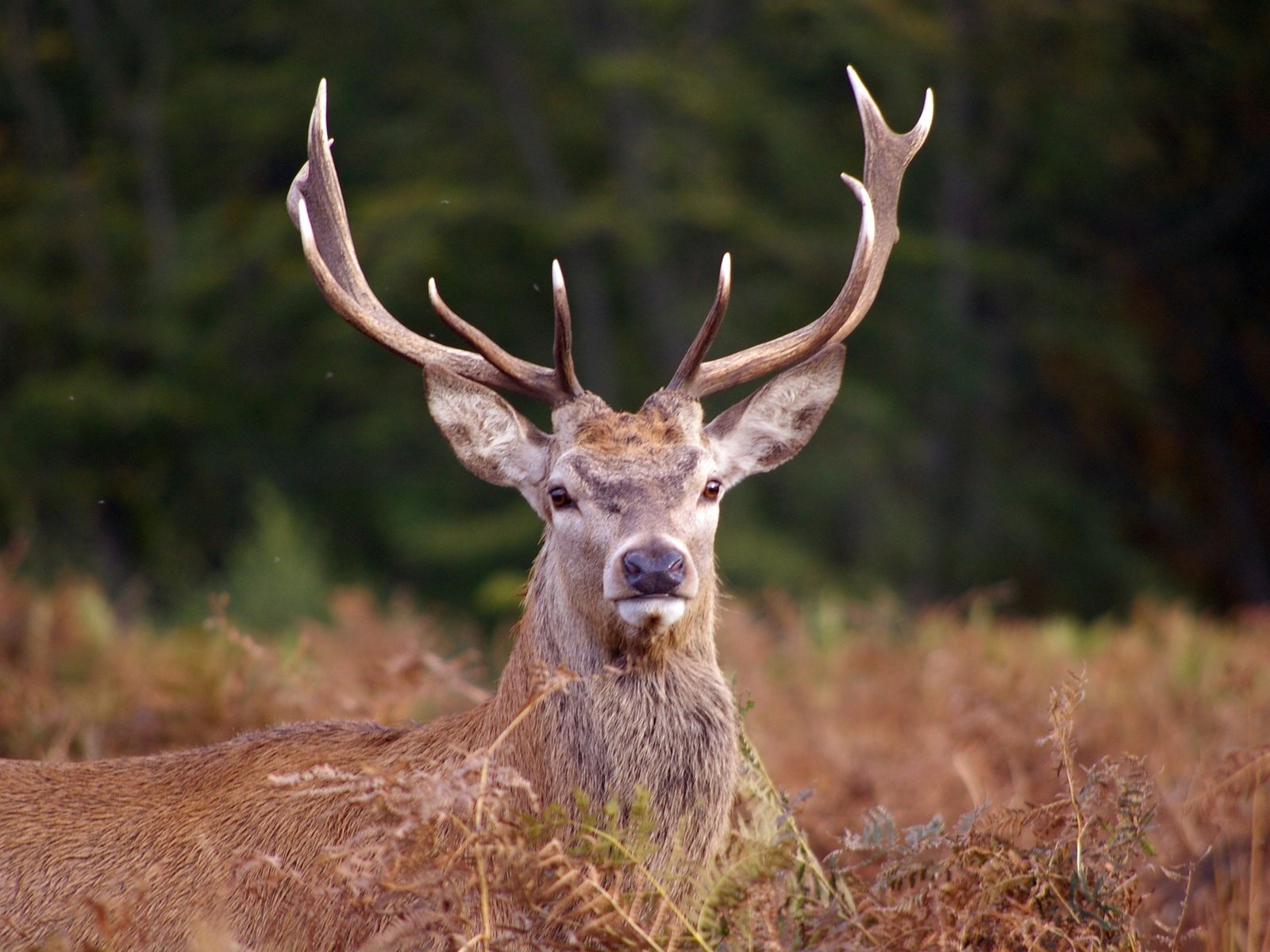Обои морда, олень, взгляд, рога, сухая трава, благородный олень, face, deer, look, horns, dry grass, red deer разрешение 3008x2000 Загрузить