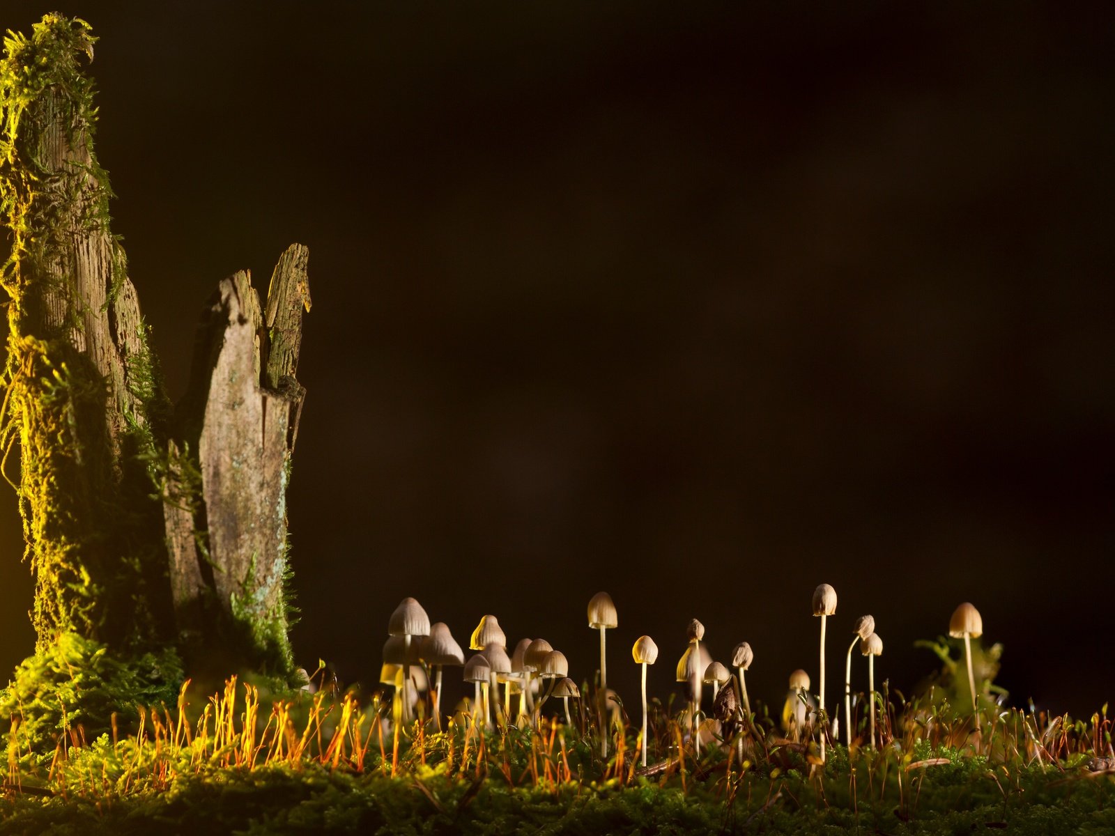 Обои природа, грибы, гриб, мох, ствол дерева, nature, mushrooms, mushroom, moss, the trunk of the tree разрешение 5100x2869 Загрузить