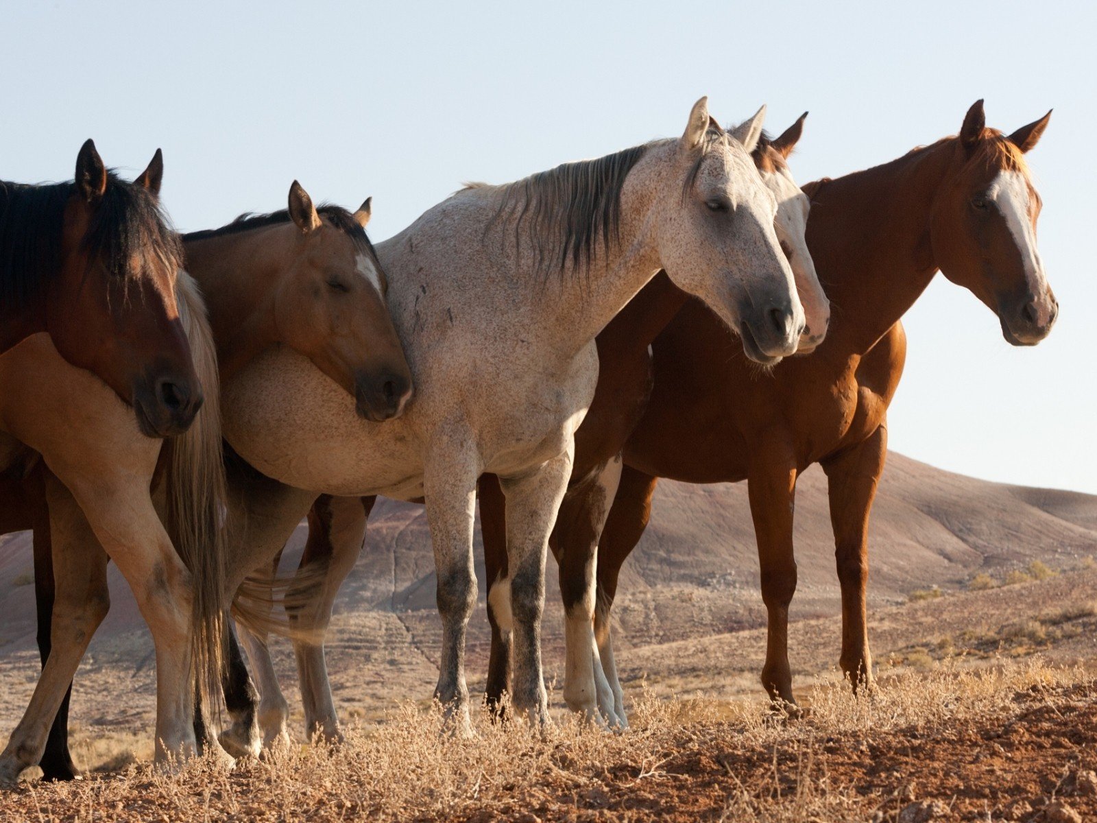 Обои природа, поле, лошади, кони, nature, field, horse, horses разрешение 1920x1200 Загрузить