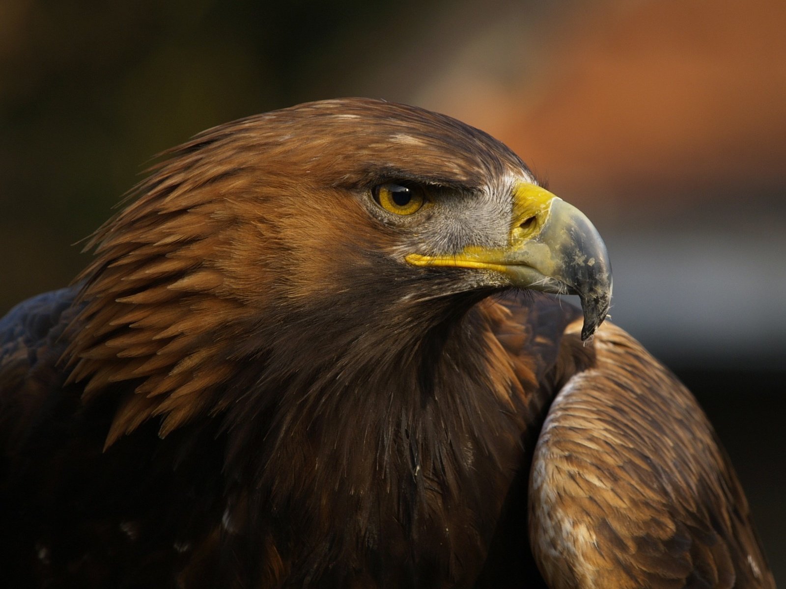 Обои орел, птица, клюв, перья, крупным планом, хищная птица, eagle, bird, beak, feathers, closeup, bird of prey разрешение 1920x1439 Загрузить