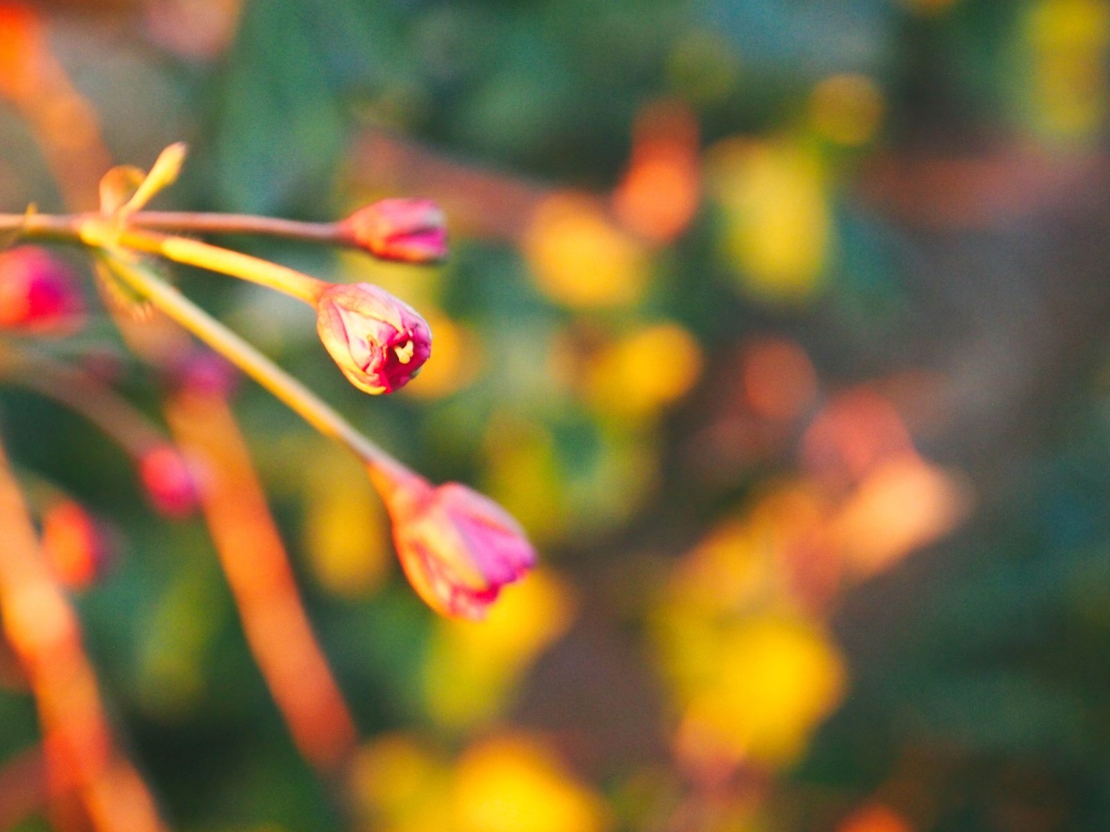 Обои цветы, ветка, природа, цветение, весна, боке, барбарис, torsten behrens, flowers, branch, nature, flowering, spring, bokeh, barberry разрешение 4032x3024 Загрузить