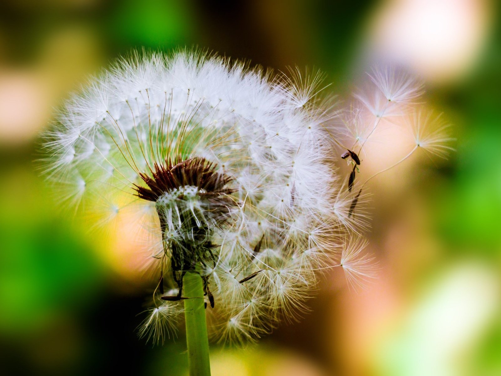 Обои цветок, одуванчик, семена, пух, пушинки, боке, былинки, flower, dandelion, seeds, fluff, fuzzes, bokeh, blade разрешение 3012x1940 Загрузить