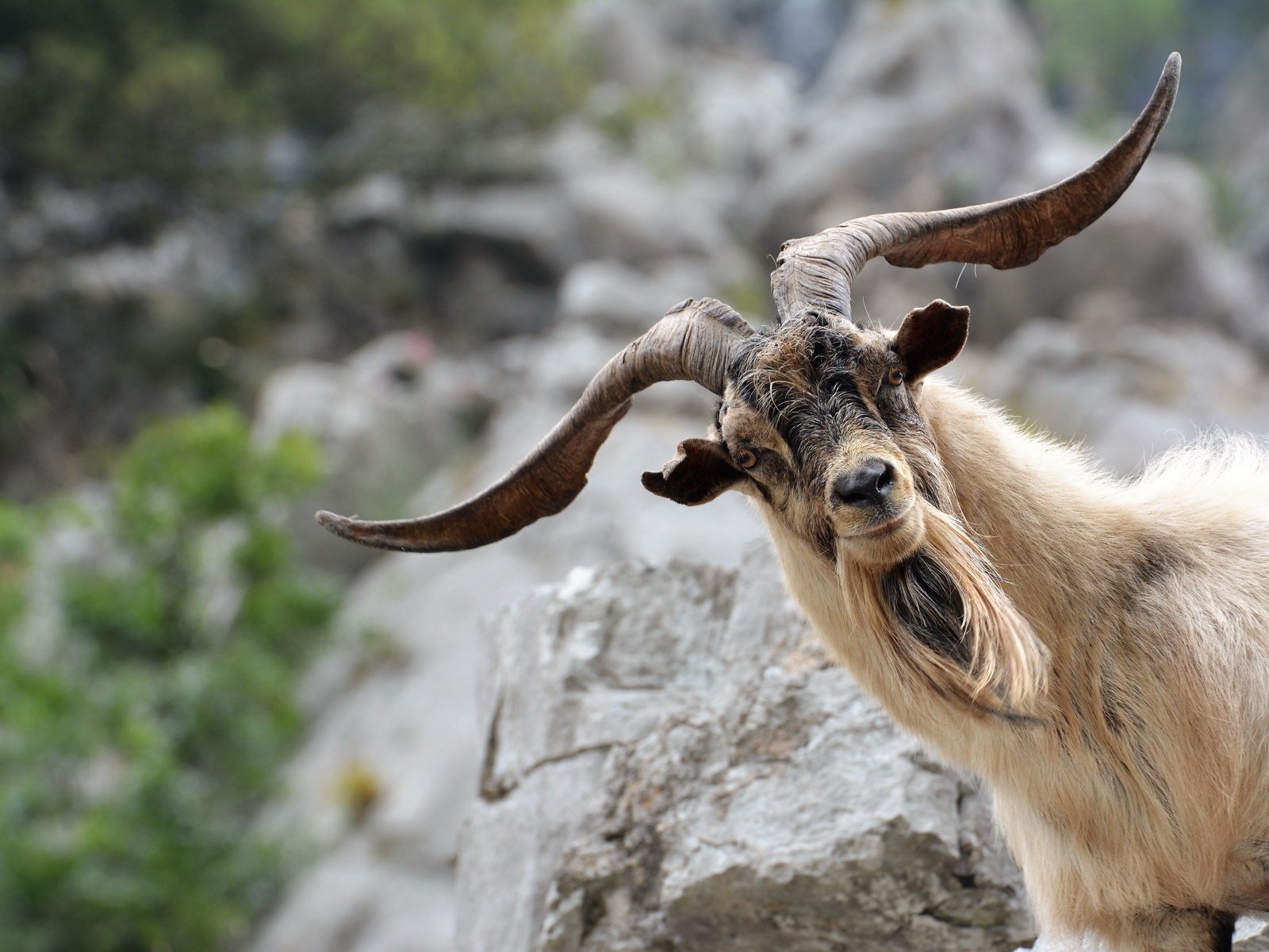 Обои морда, взгляд, коза, рога, козел, face, look, goat, horns разрешение 6000x4000 Загрузить