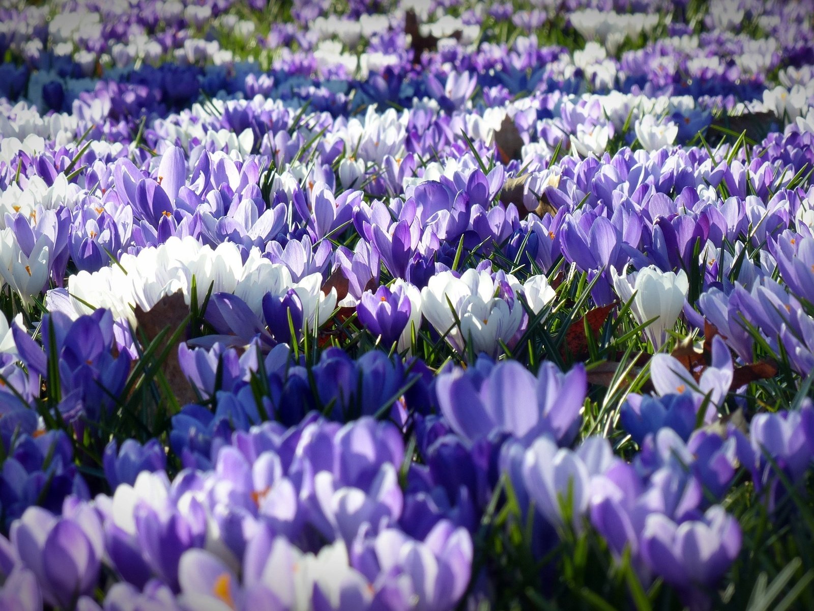 Обои цветы, лепестки, весна, белые, фиолетовые, крокусы, flowers, petals, spring, white, purple, crocuses разрешение 4000x2250 Загрузить