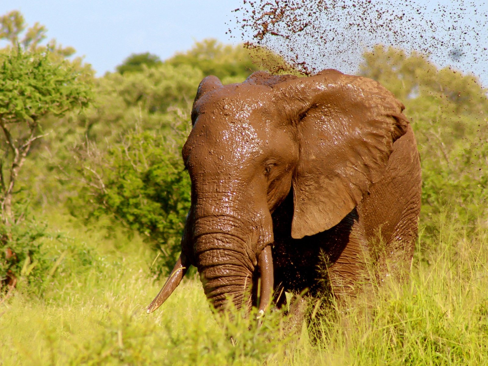 Обои трава, природа, зелень, слон, уши, бивни, grass, nature, greens, elephant, ears, tusks разрешение 5424x3720 Загрузить