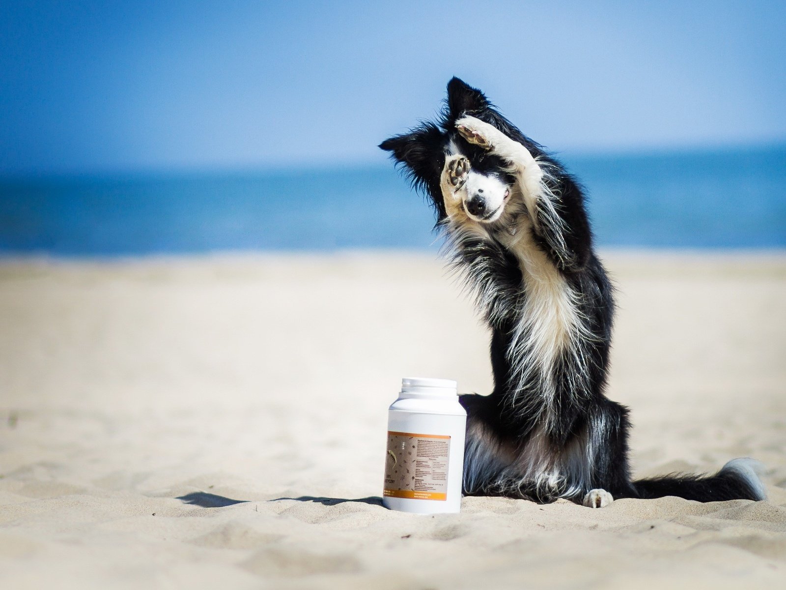 Обои песок, пляж, мордочка, собака, лапки, бордер-колли, sand, beach, muzzle, dog, legs, the border collie разрешение 2922x1783 Загрузить