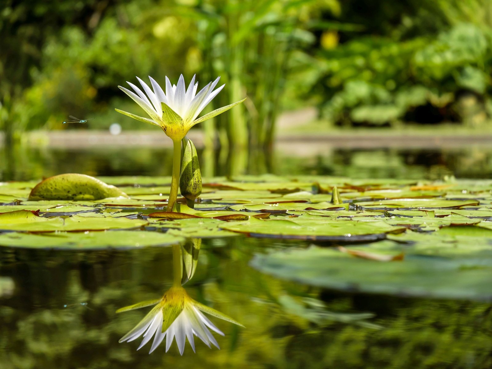 Обои вода, отражение, цветок, лилия, кувшинка, нимфея, водяная лилия, water, reflection, flower, lily, nymphaeum, water lily разрешение 4896x3264 Загрузить