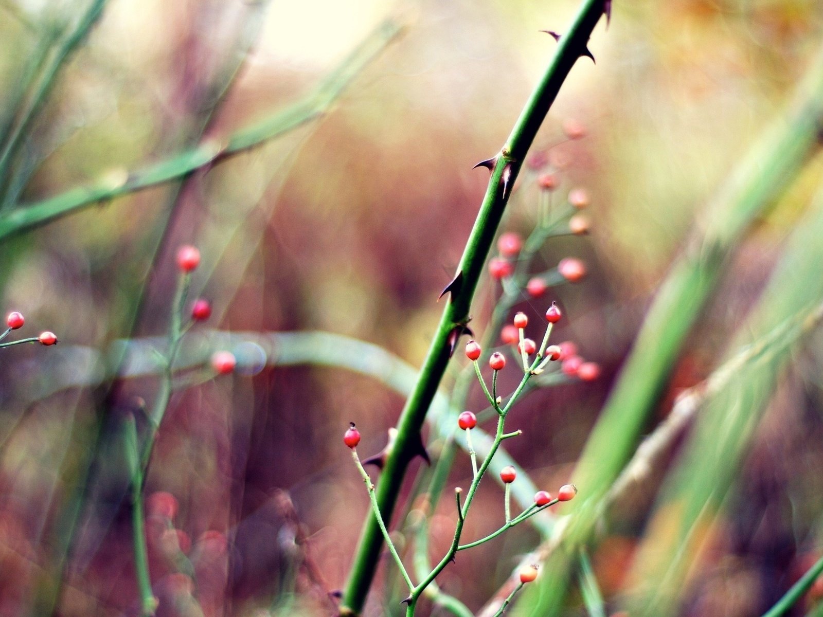 Обои трава, природа, растения, размытость, ягоды, стебли, grass, nature, plants, blur, berries, stems разрешение 2560x1600 Загрузить