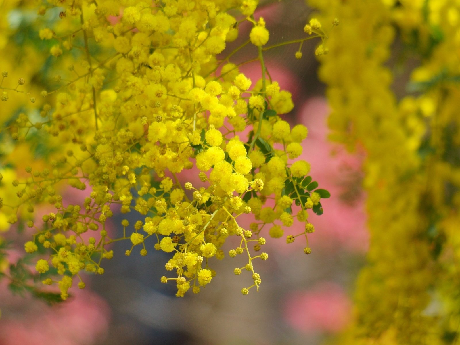 Обои дерево, цветение, весна, желтые, цветки, акация, мимоза, tree, flowering, spring, yellow, flowers, acacia, mimosa разрешение 2880x1800 Загрузить