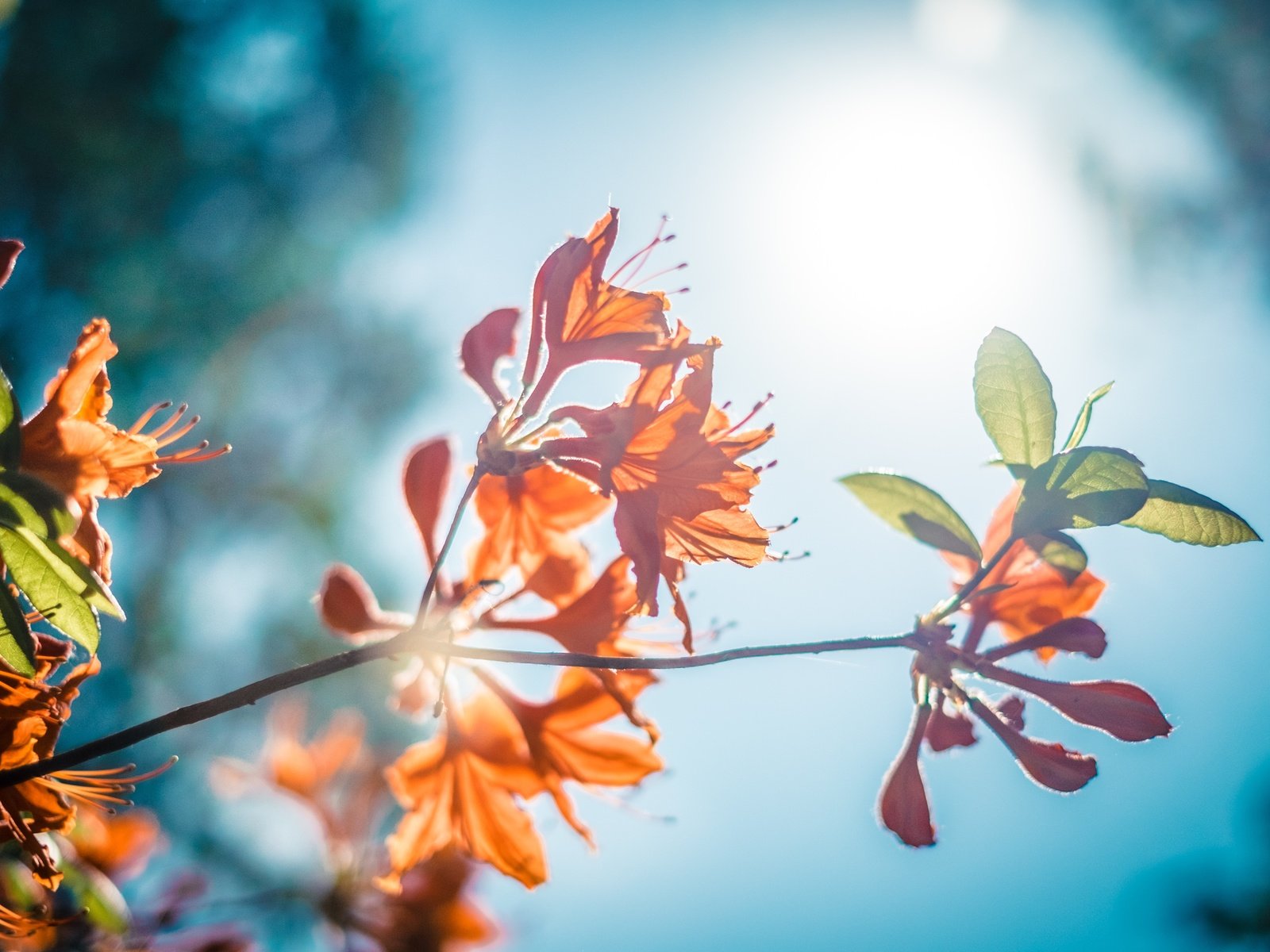 Обои небо, цветы, ветка, природа, листья, листва, рододендрон, the sky, flowers, branch, nature, leaves, foliage, rhododendron разрешение 4896x3264 Загрузить