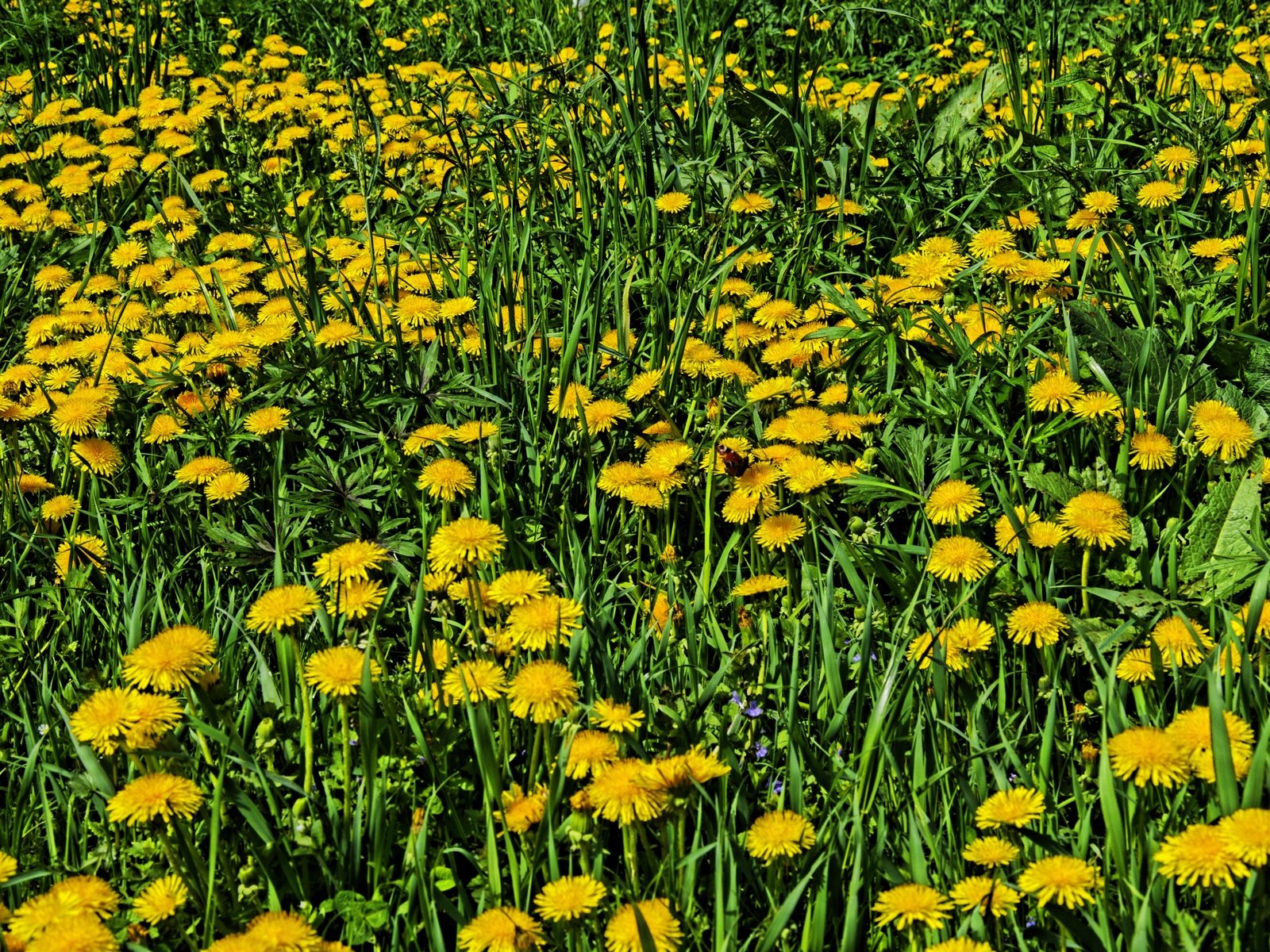 Обои цветы, трава, одуванчики, желтые, flowers, grass, dandelions, yellow разрешение 4928x3264 Загрузить