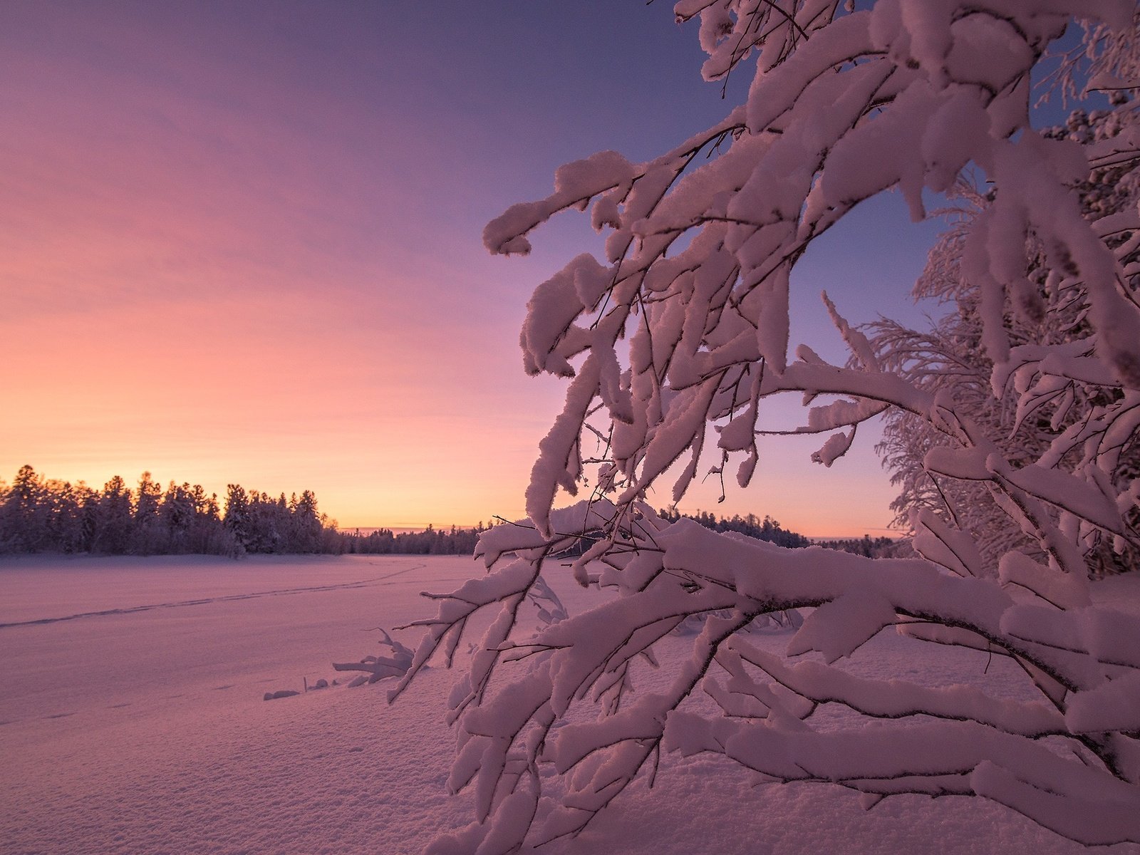 Обои небо, снег, закат, зима, ветки, the sky, snow, sunset, winter, branches разрешение 2560x1600 Загрузить