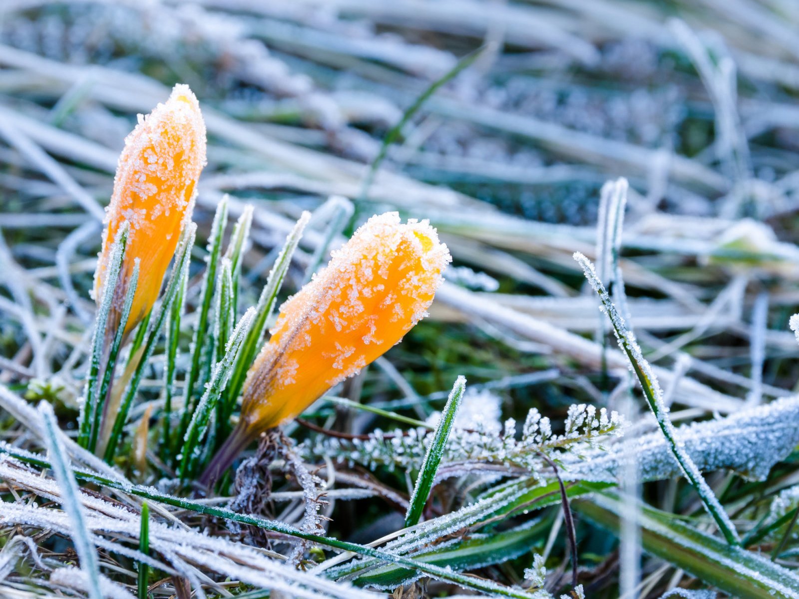 Обои цветы, трава, иней, весна, крокусы, flowers, grass, frost, spring, crocuses разрешение 1920x1200 Загрузить