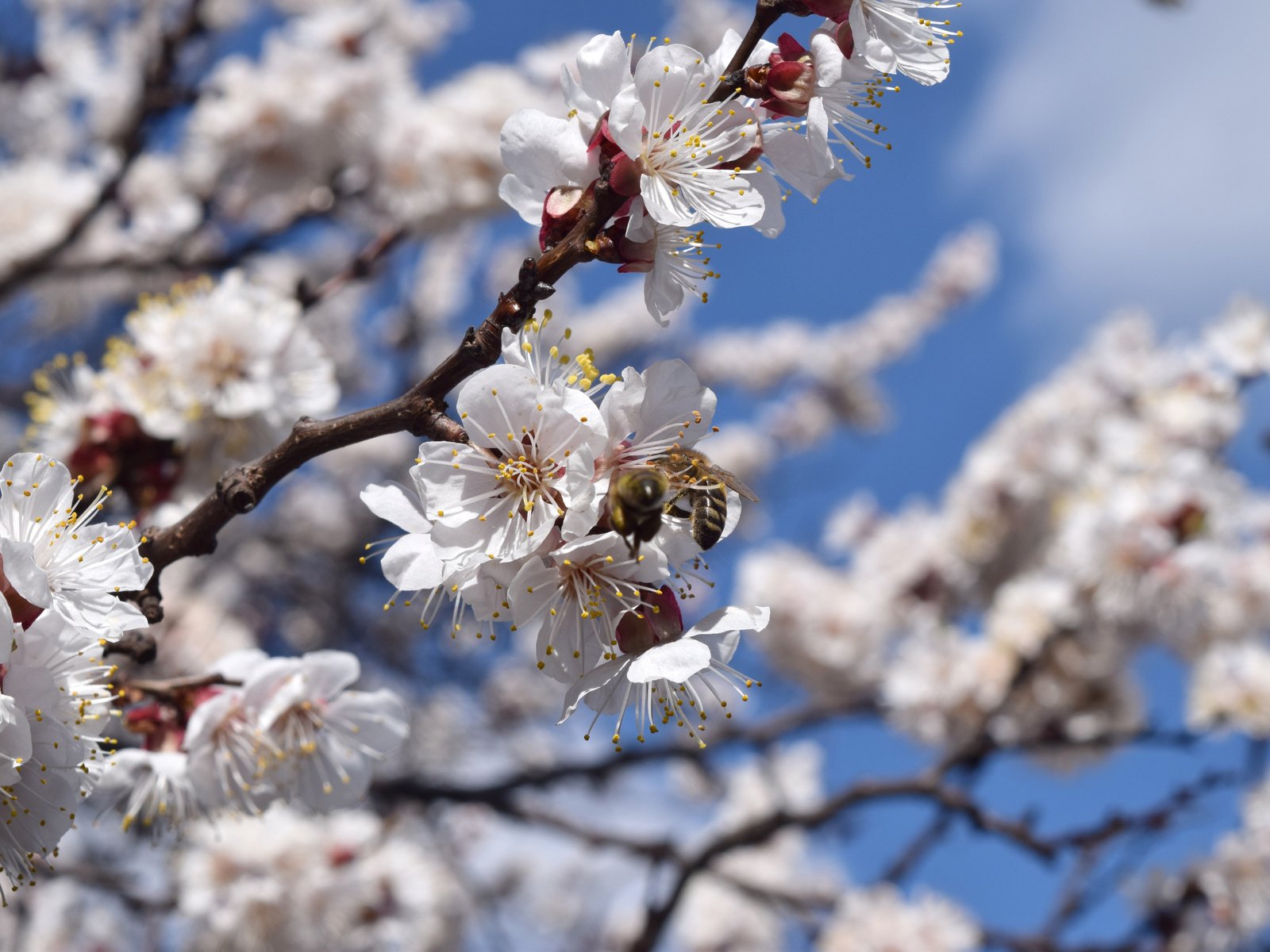 Обои цветы, цветение, насекомые, весна, абрикос, пчела, flowers, flowering, insects, spring, apricot, bee разрешение 6000x4000 Загрузить