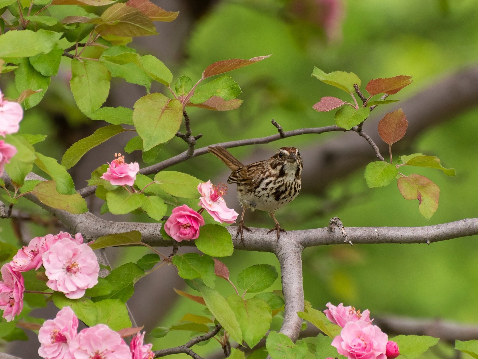 Обои цветы, дерево, ветки, птица, воробей, овсянка, воробьиная овсянка, flowers, tree, branches, bird, sparrow, oatmeal, passerine bunting разрешение 2048x1244 Загрузить